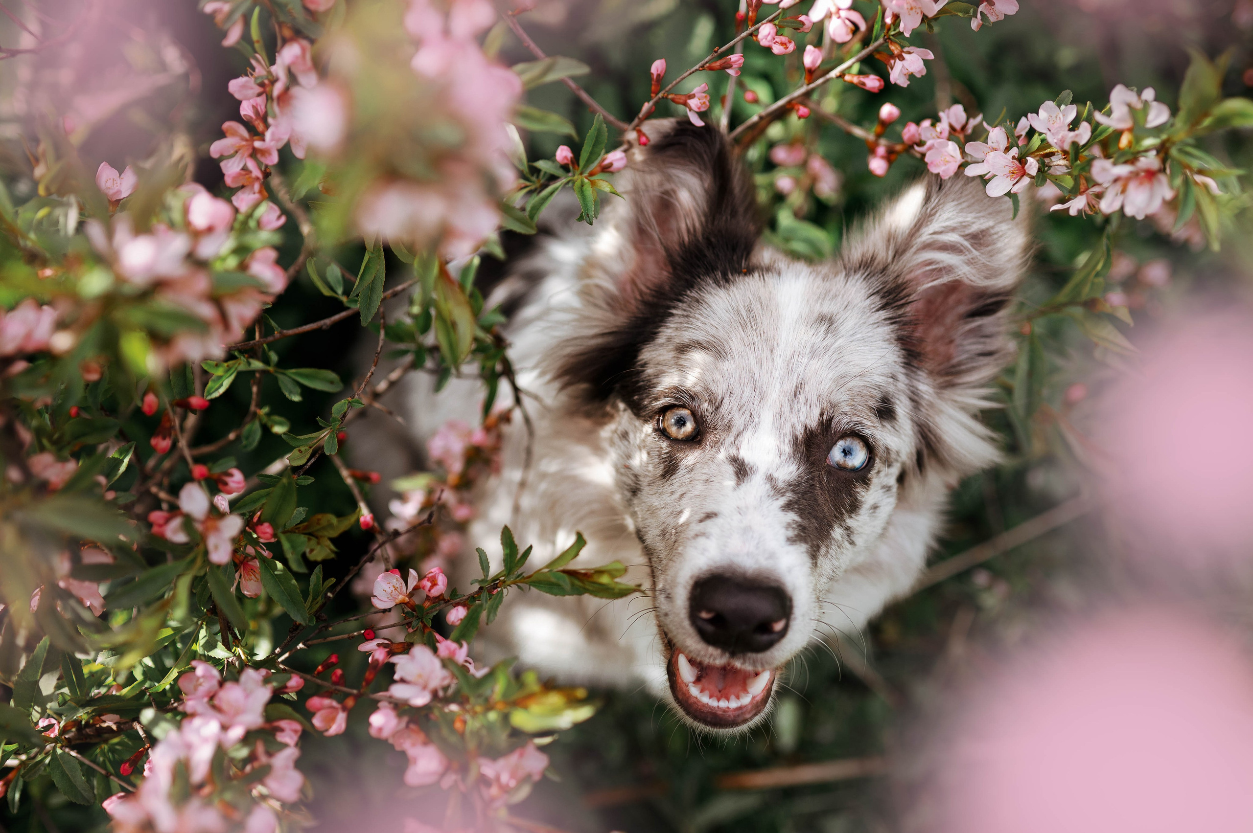 Весна на ВДНХ. Фотограф-анималист