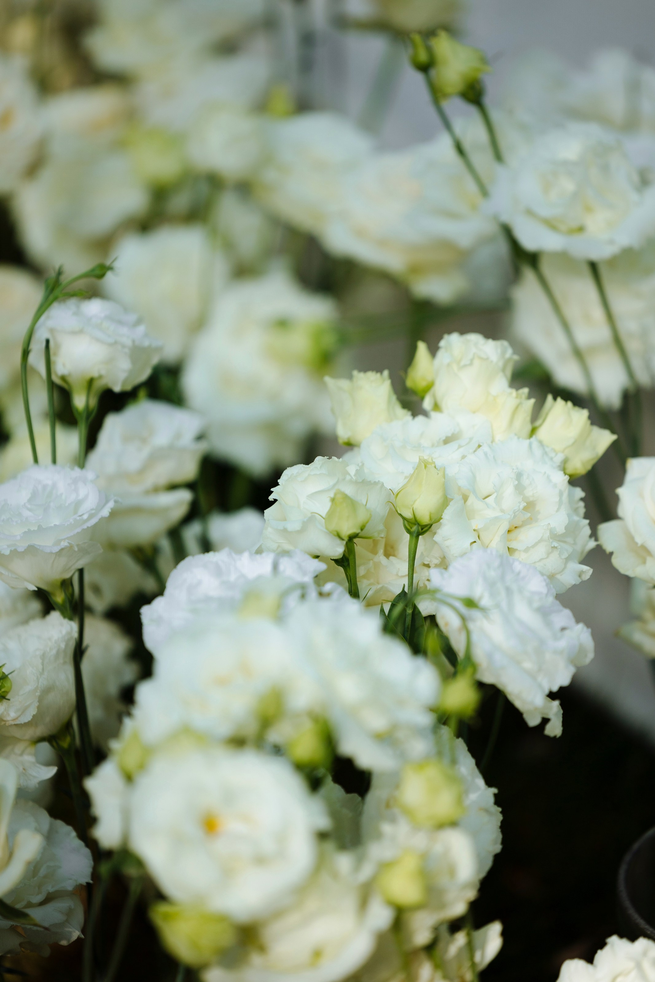 Дмитрий и Николь. Свадебный фотограф в Ростове — на — Дону Александра Пивоварова