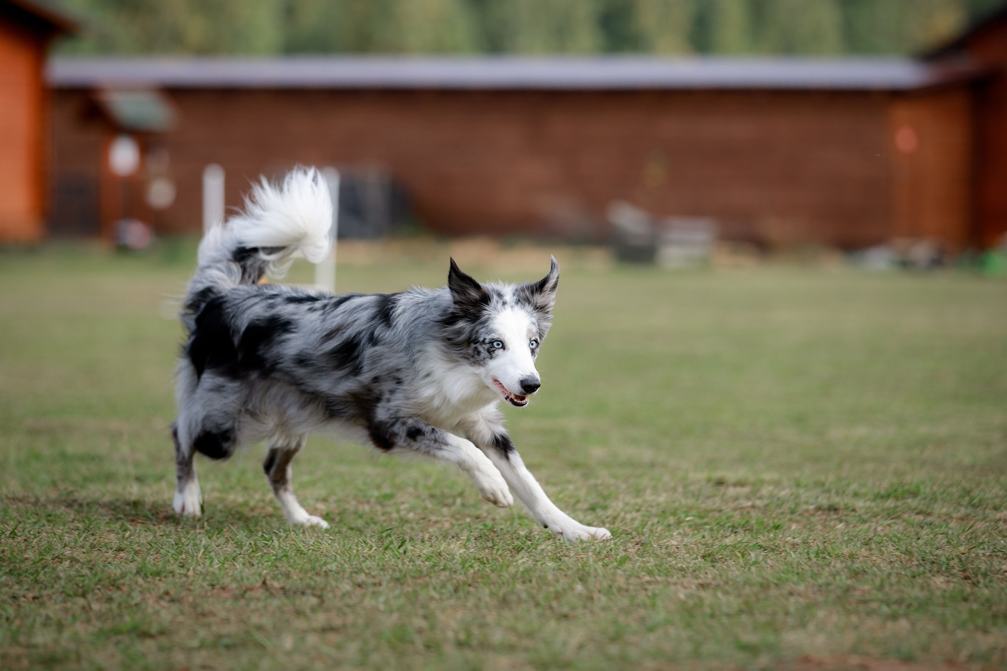 Лагерь по ОБД с Инной Баженовой. Фотограф-анималист Mary Mart — Москва, Питер