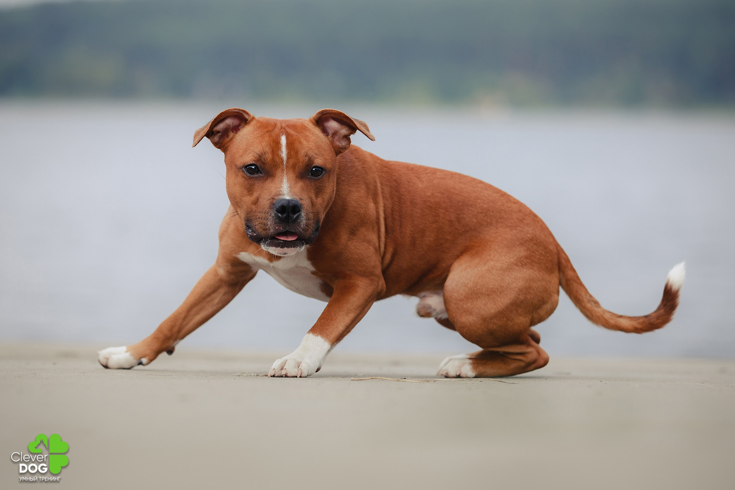 Кинологический лагерь CleverDog, 2024. Фотограф-анималист Mary Mart — Москва, Питер