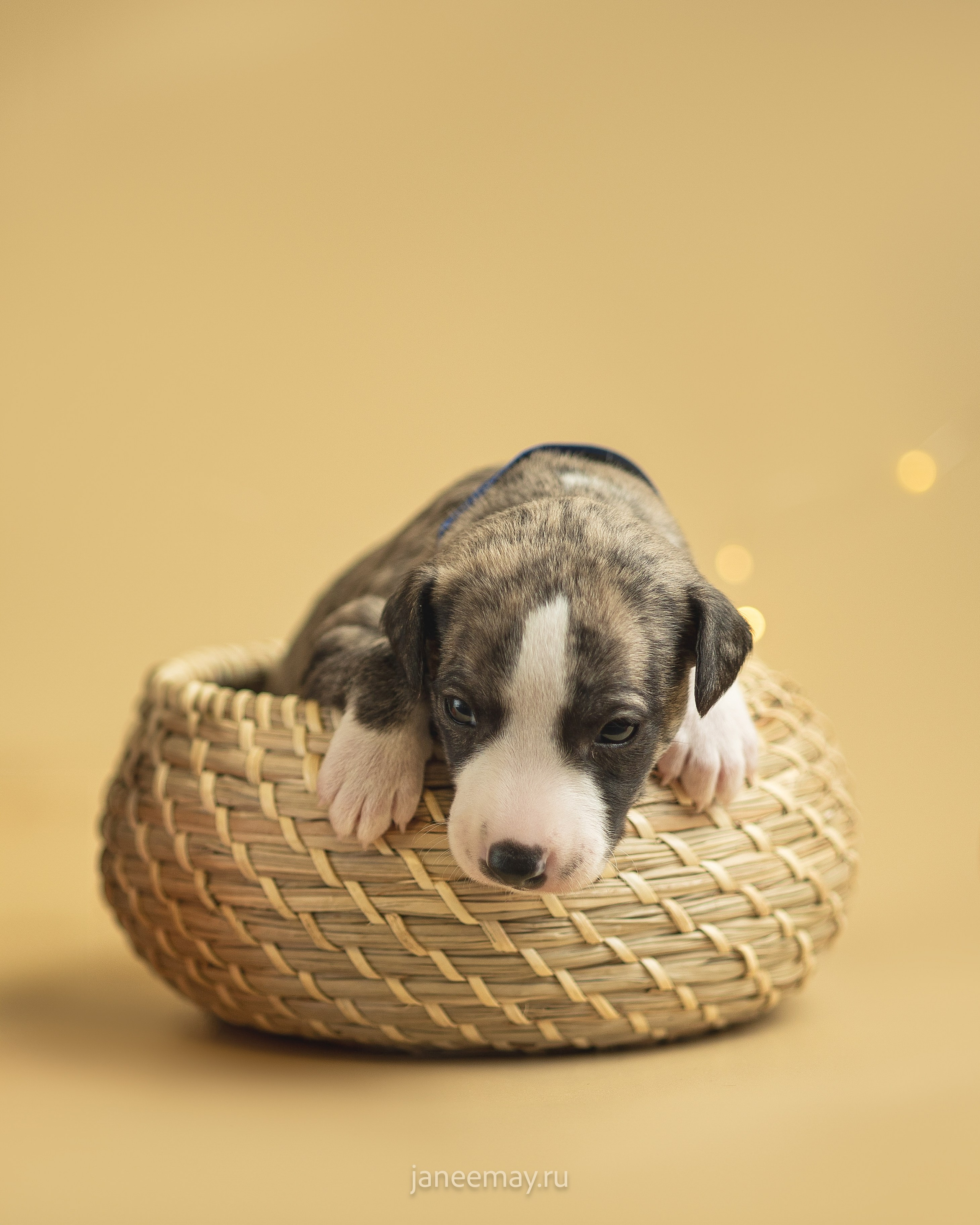 Малыши уиппеты Великбековых. Фотограф анималист в Москве Майорова Евгения