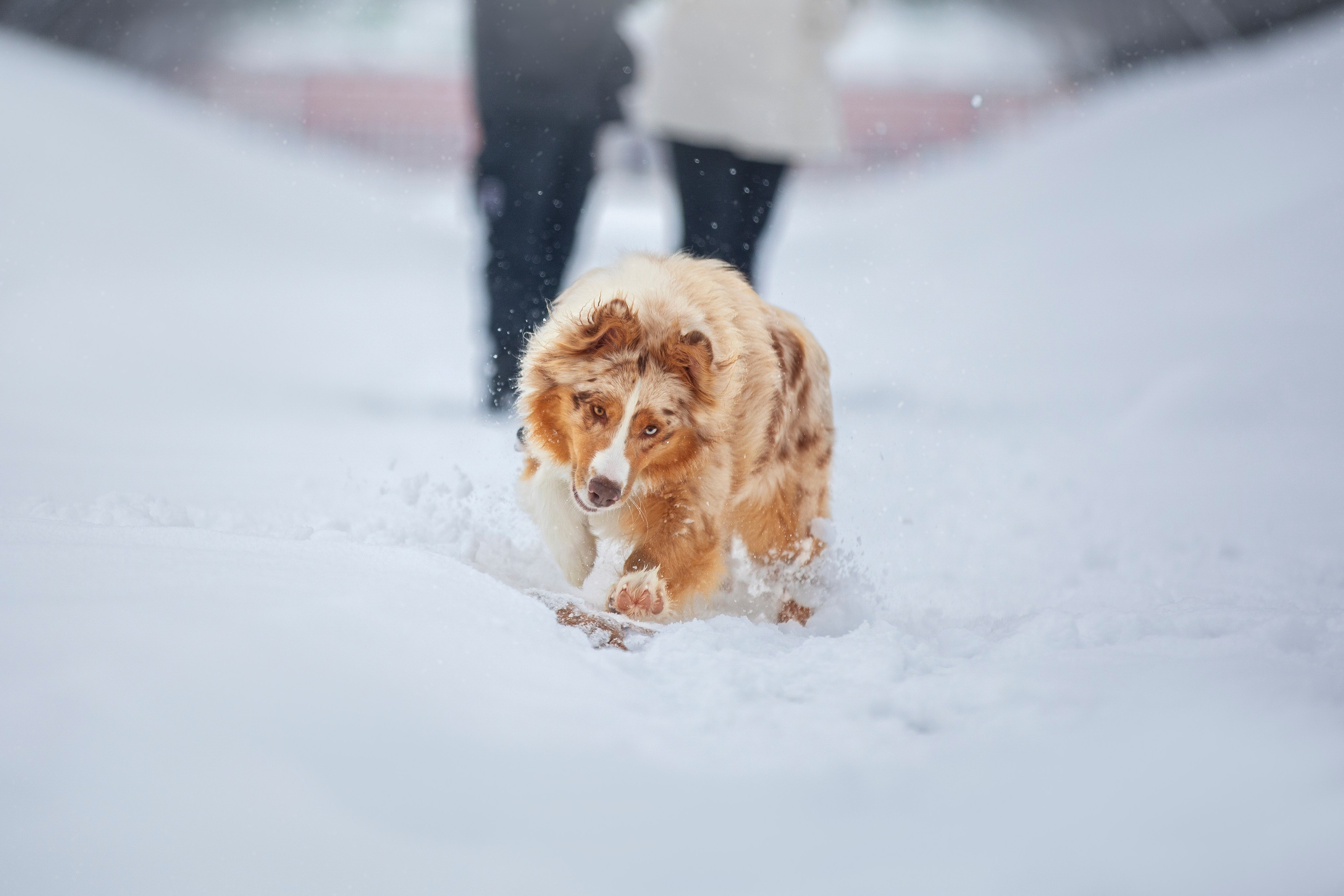 Настя, Игорь, Тесс и Марс. Фотограф анималист в Москве Майорова Евгения