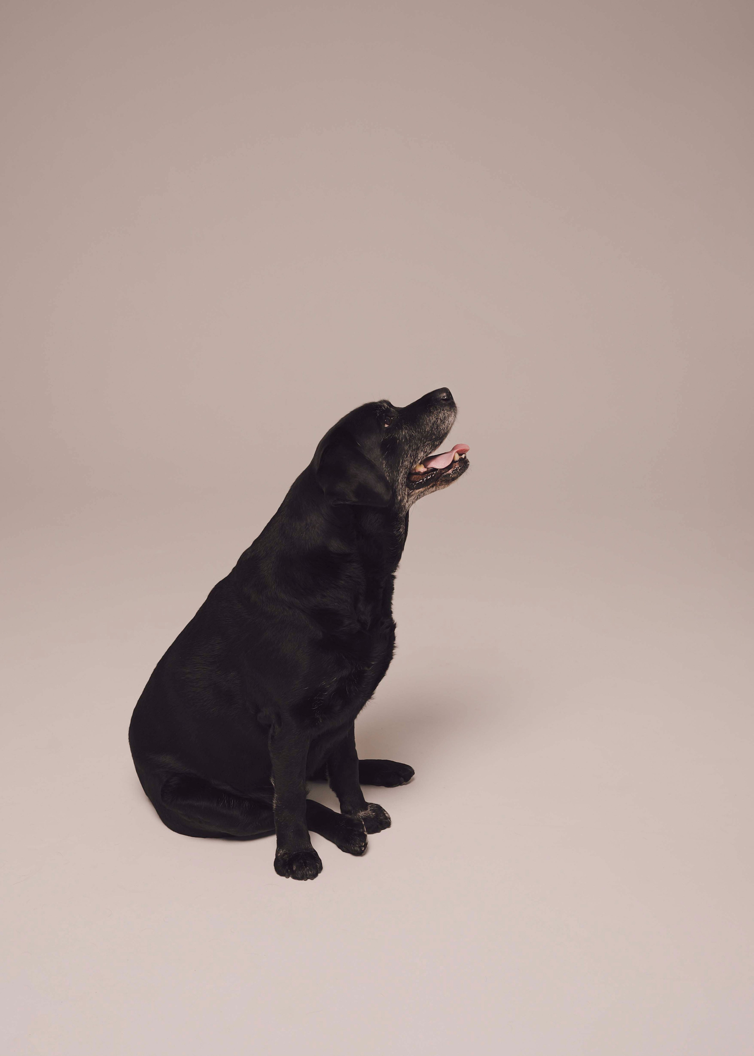 Бэста. Фотограф- анималист Александра Матвеева