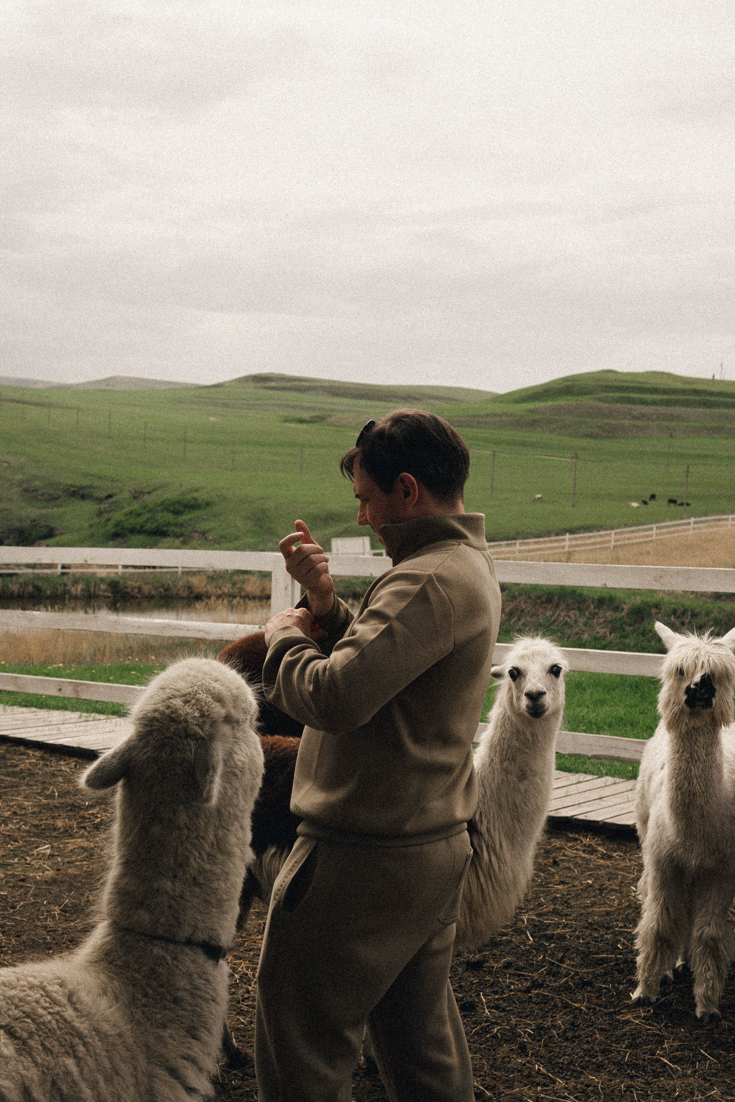 Ферма Альпак. Профессиональный фотограф, Санкт-Петербург — Виктория Богомолова