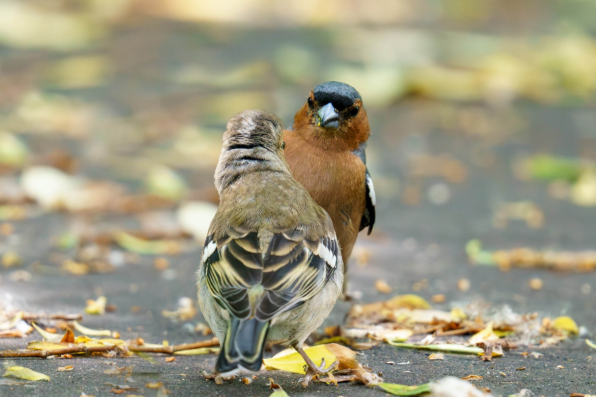 Удивительные мир птиц. Вокруг нас столько прекрасного — присмотритесь!. Ваш личный фотограф Марина Волкова