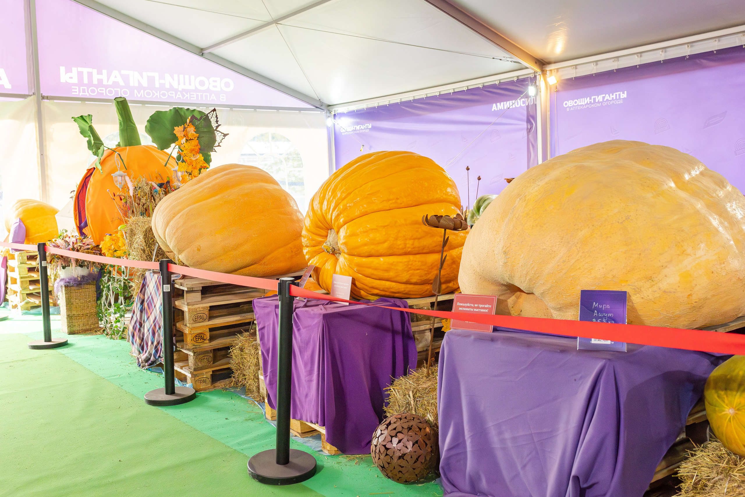 Овощи-гиганты. Александра Куликова фотограф, Москва