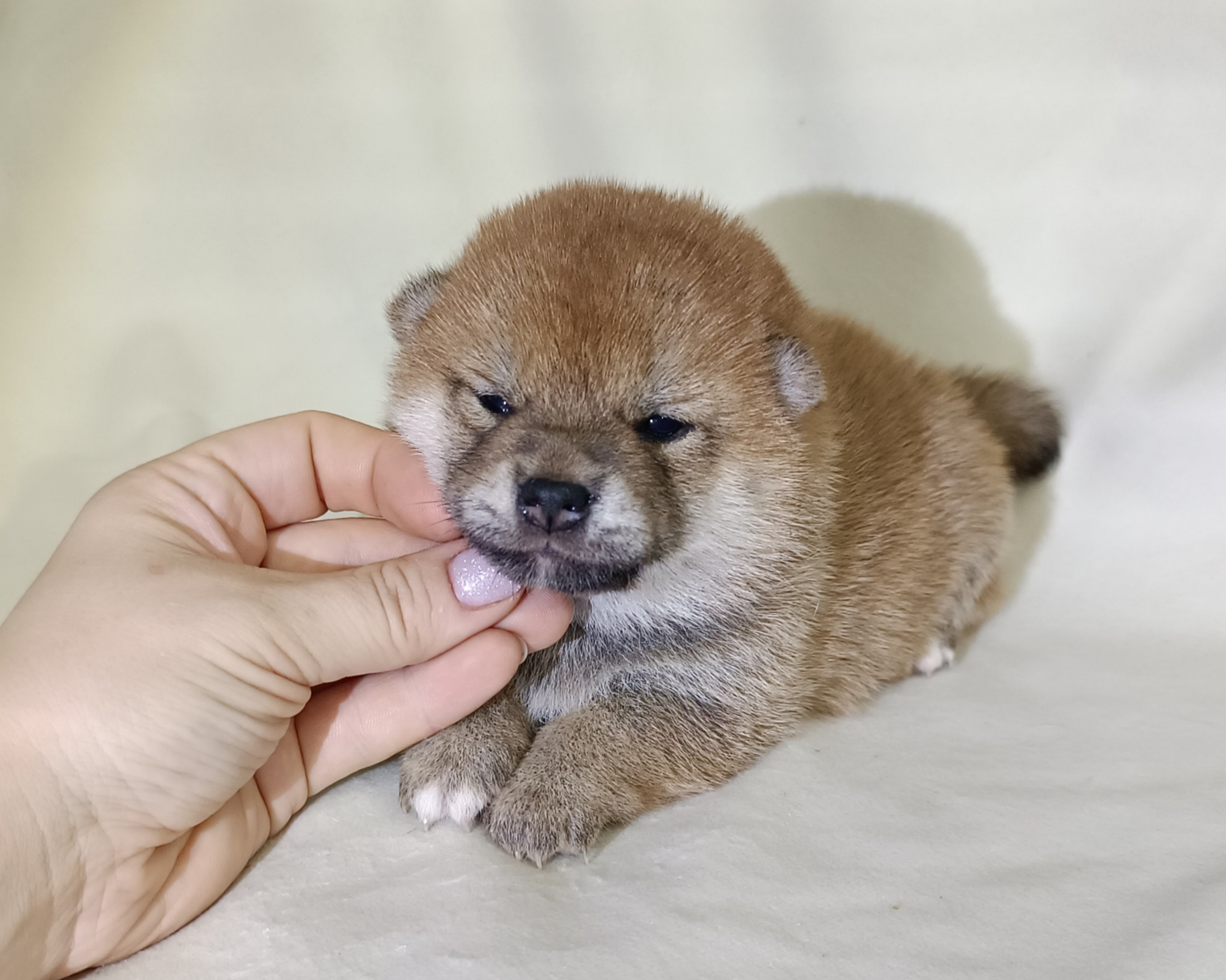 сиба питомник Рубилайт щенки на продажу rubylight  сиба щенки купить СПб Санкт-Петербург 