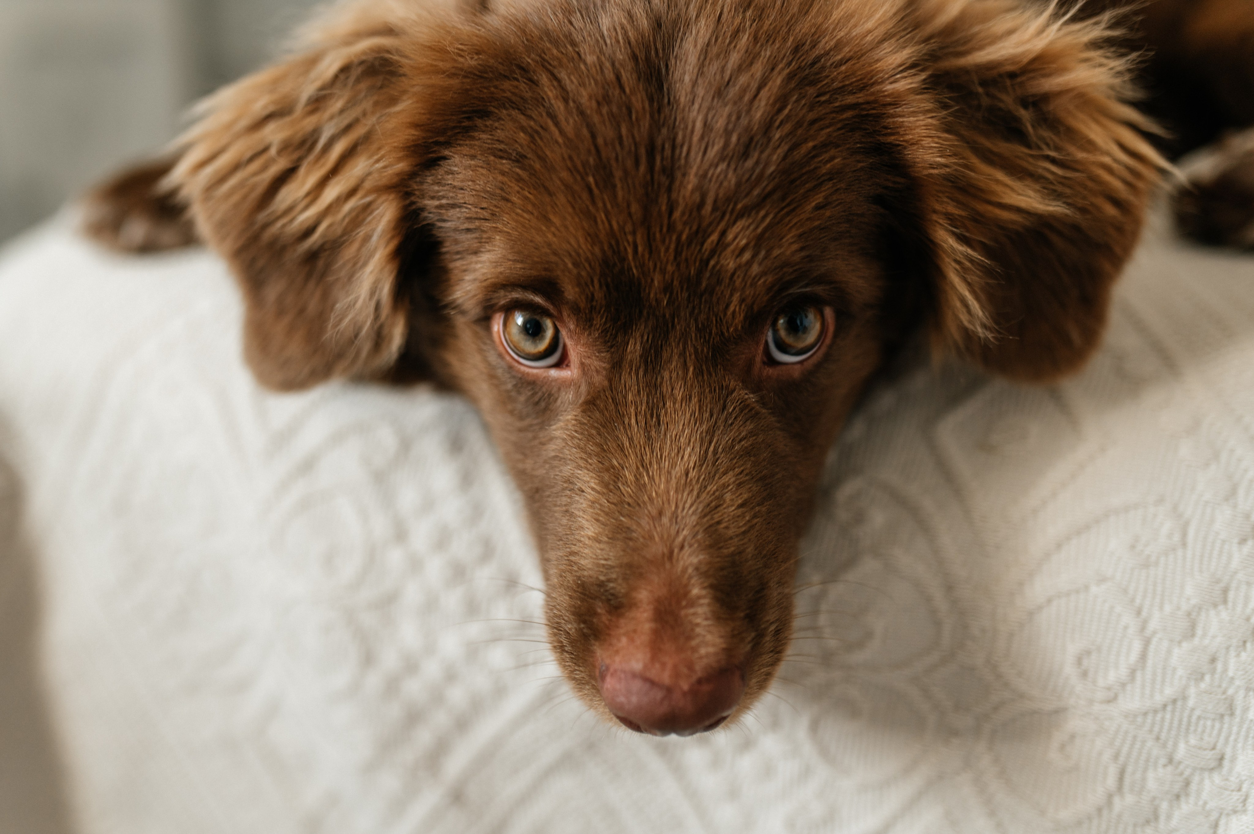 Мирону 6. Костюшко Кристина — семейный и свадебный фотограф в Минске