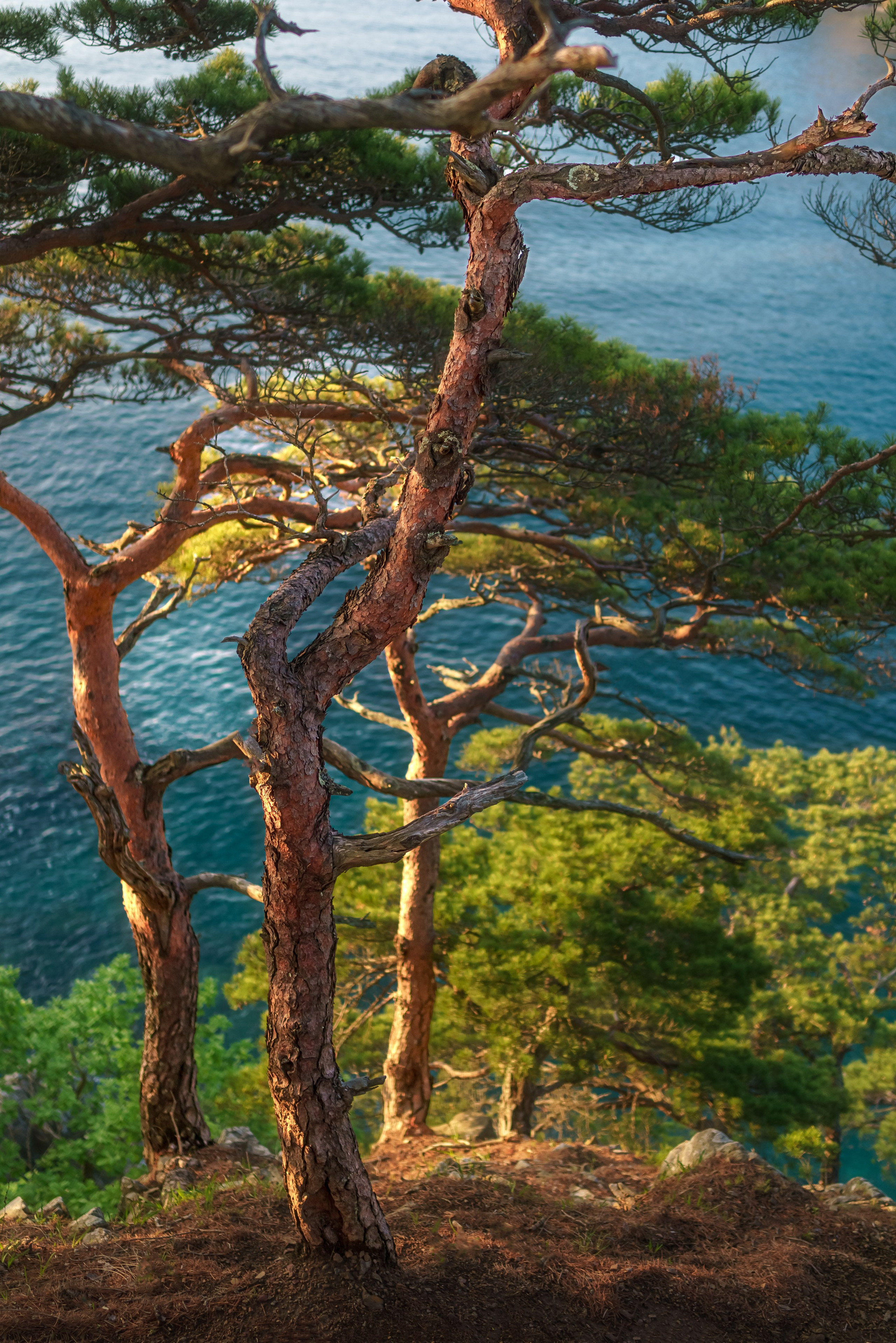 Весеннее Приморье. Май