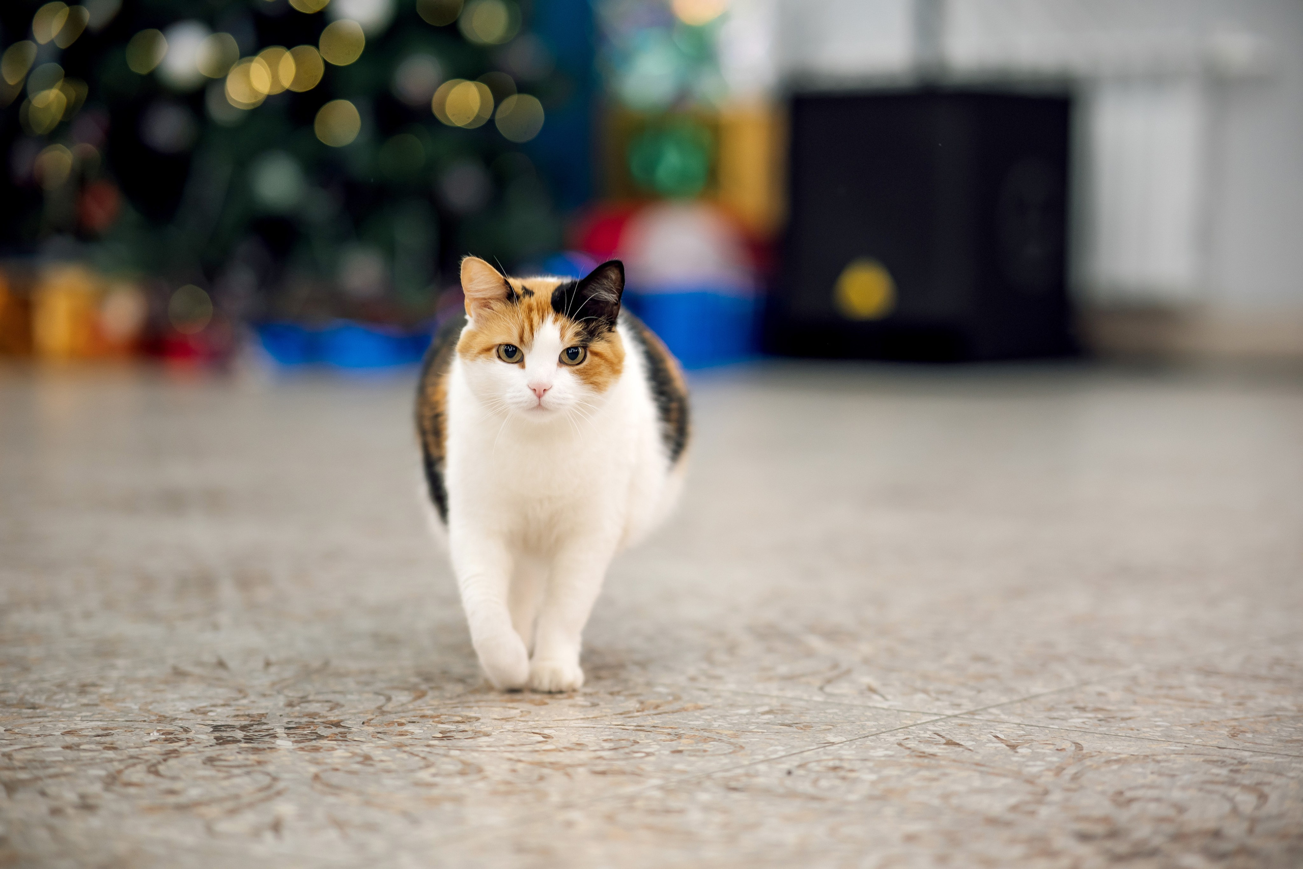 2024 Новый год ≪Барин ≫. Свадебный фотограф Михаил Александров