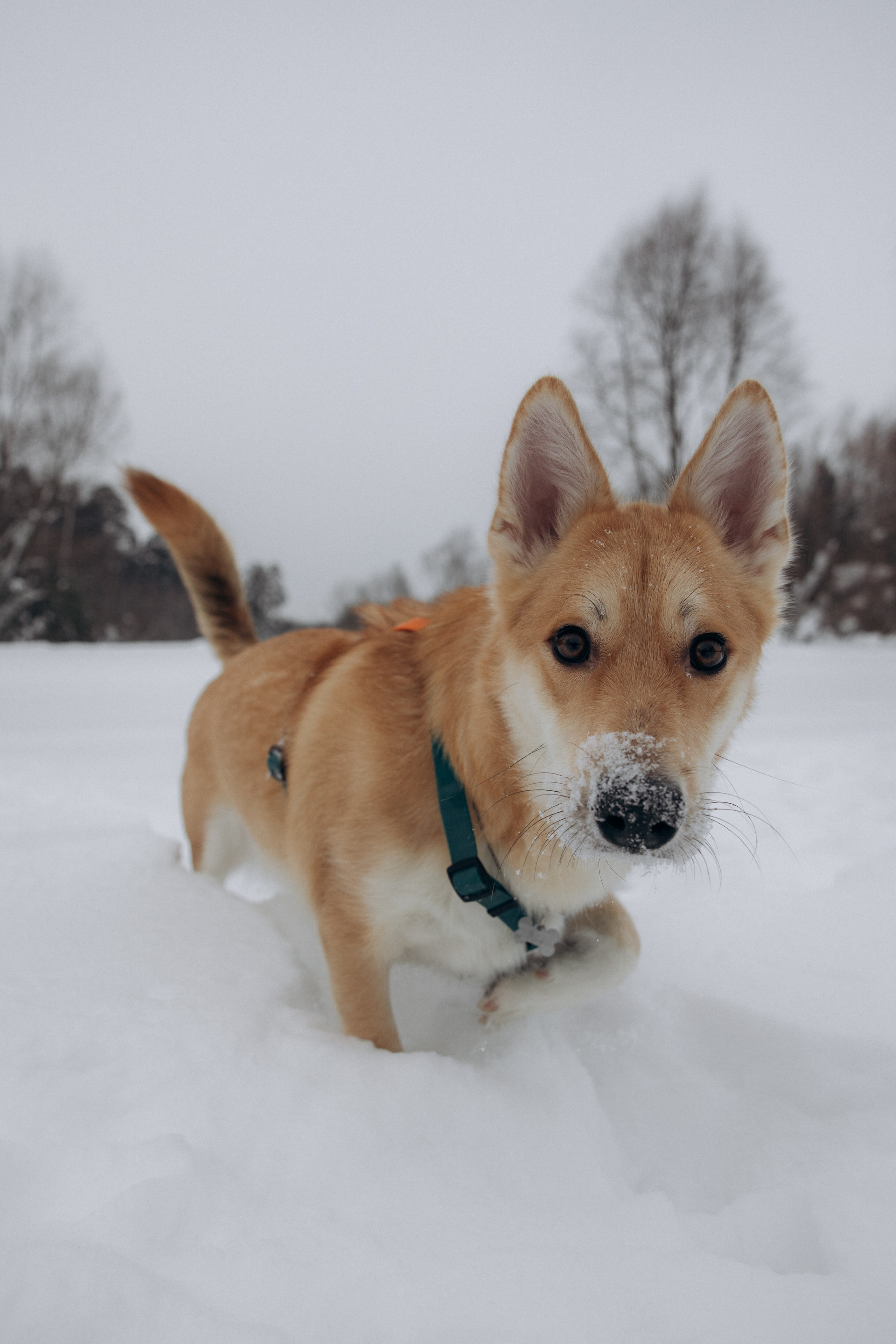 Прогулка на озере зимой. Фотограф анималист в Казани Алина Сулейманова. Фотограф животных