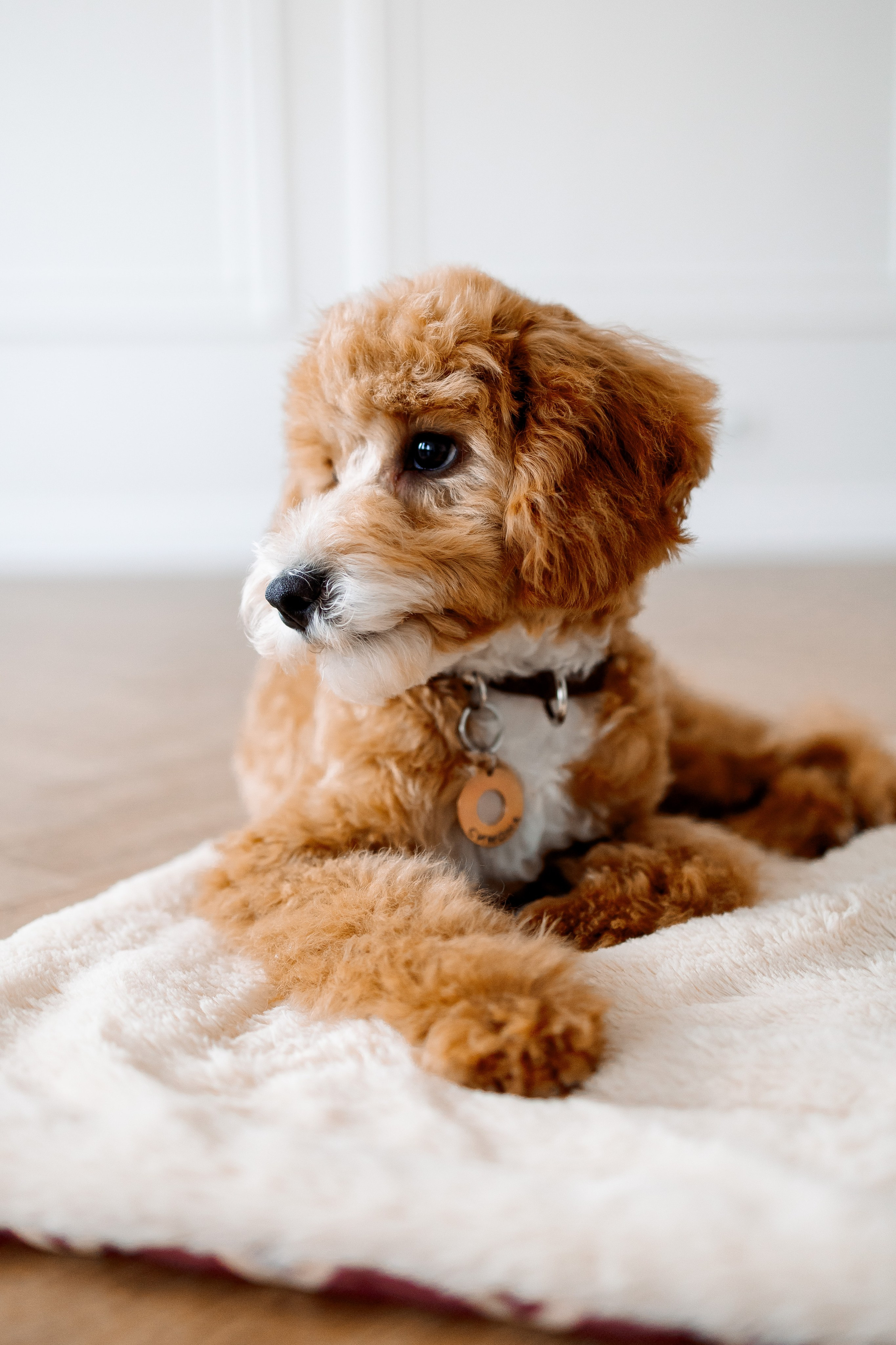 щенок кавапу