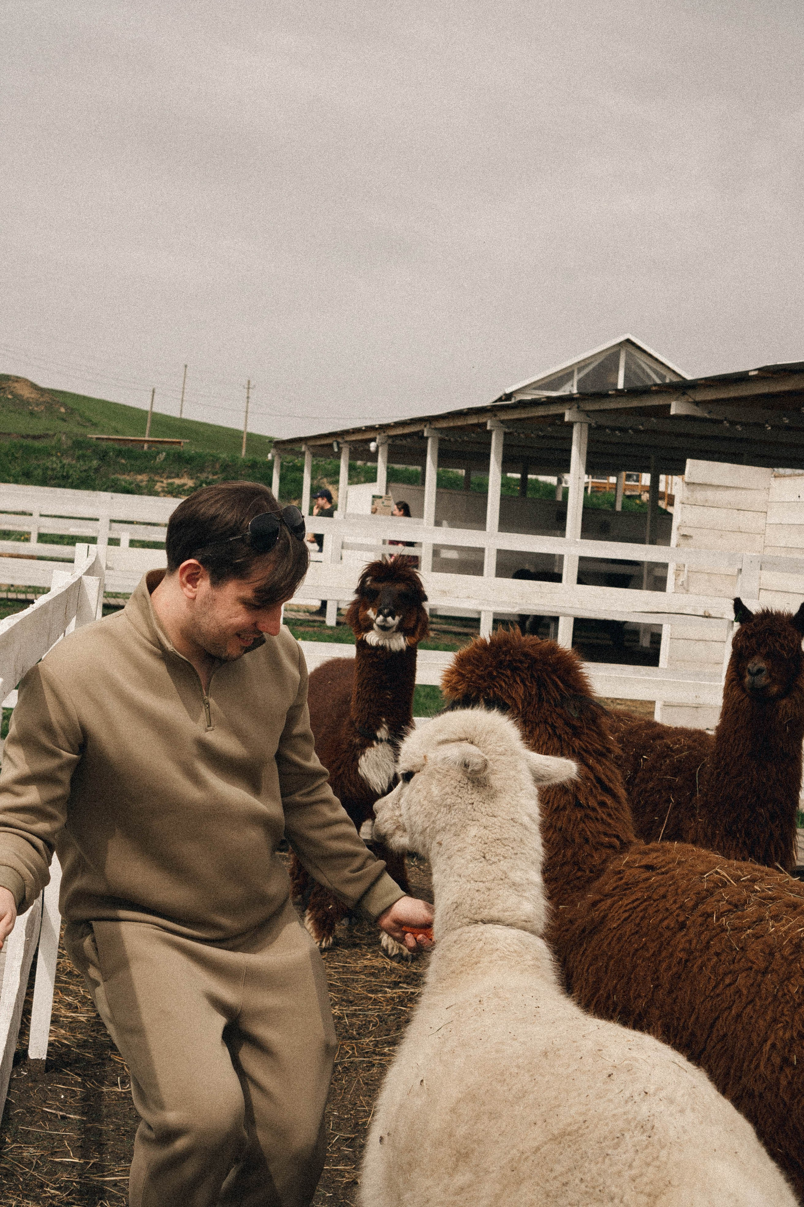 Ферма Альпак. Профессиональный фотограф, Санкт-Петербург — Виктория Богомолова