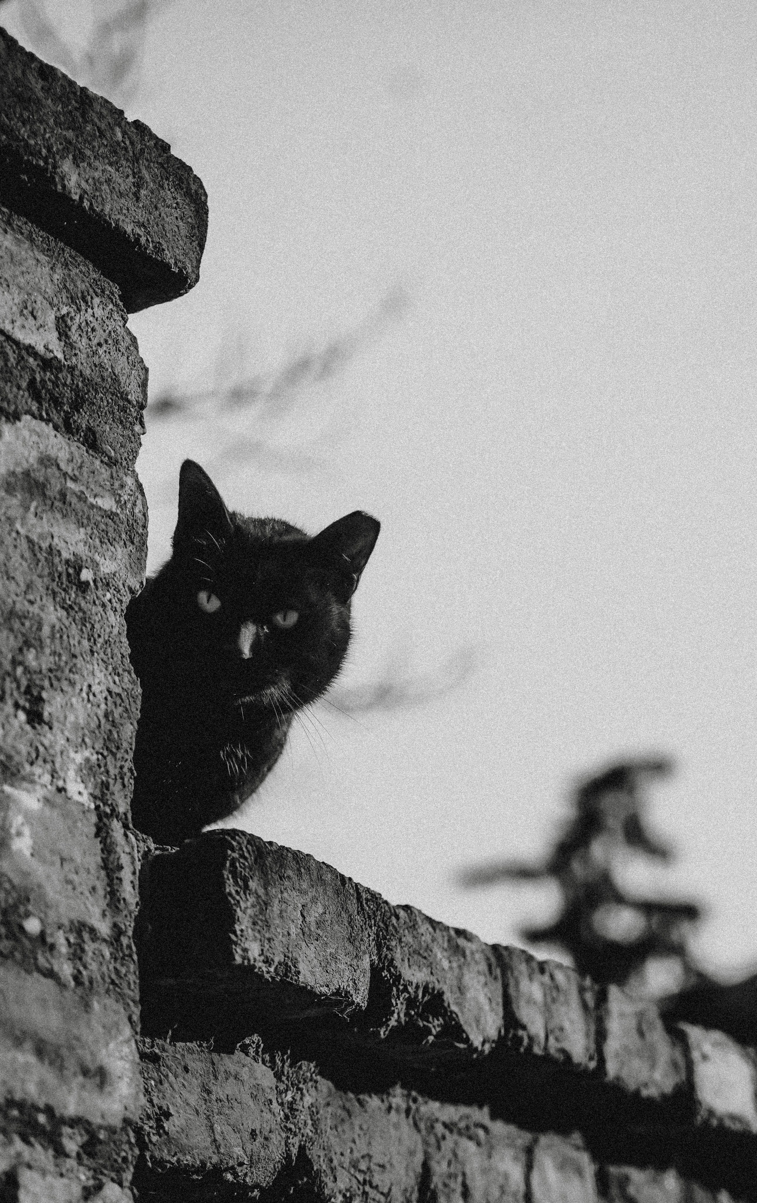 ТБИЛИСИ 2023-2024. Стрит-фотография, полная абсурда, идиотизма и красоты