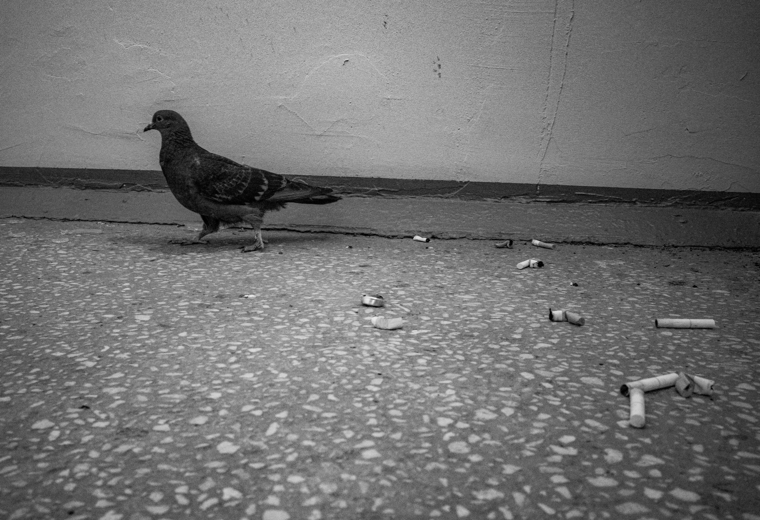 Feathers Against Concrete. StepanGerasimov