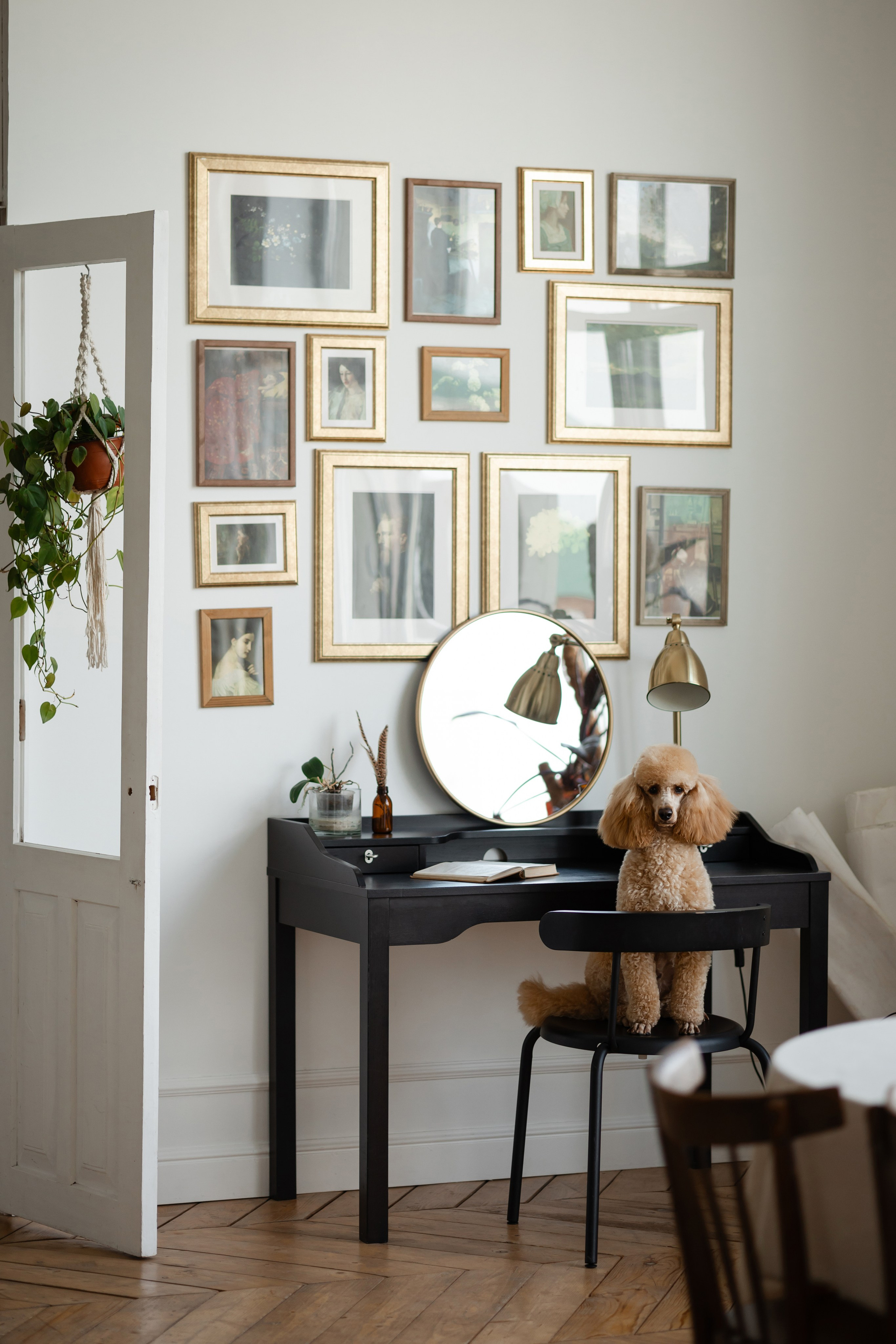 Фотосессия пуделя в студии. Фотограф-анималист в Краснодаре Маша Мельникова