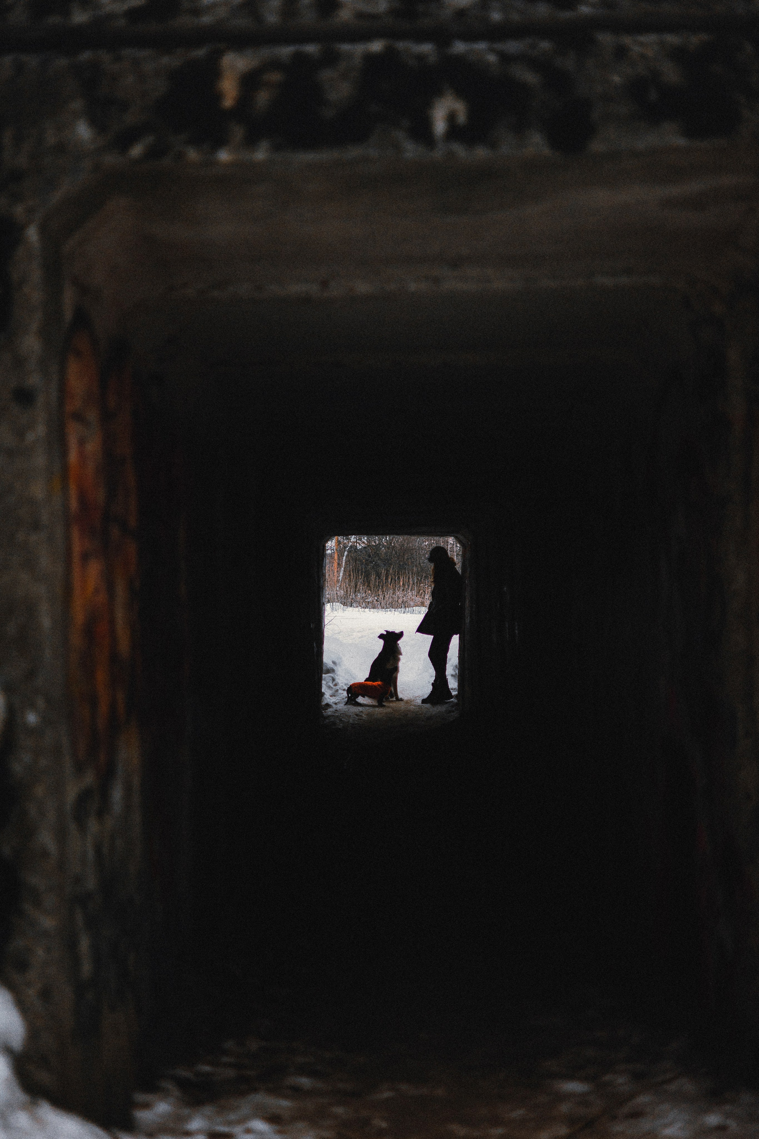 Маша, Рэм и Ньютон. Фотограф-анималист Богданова Полина