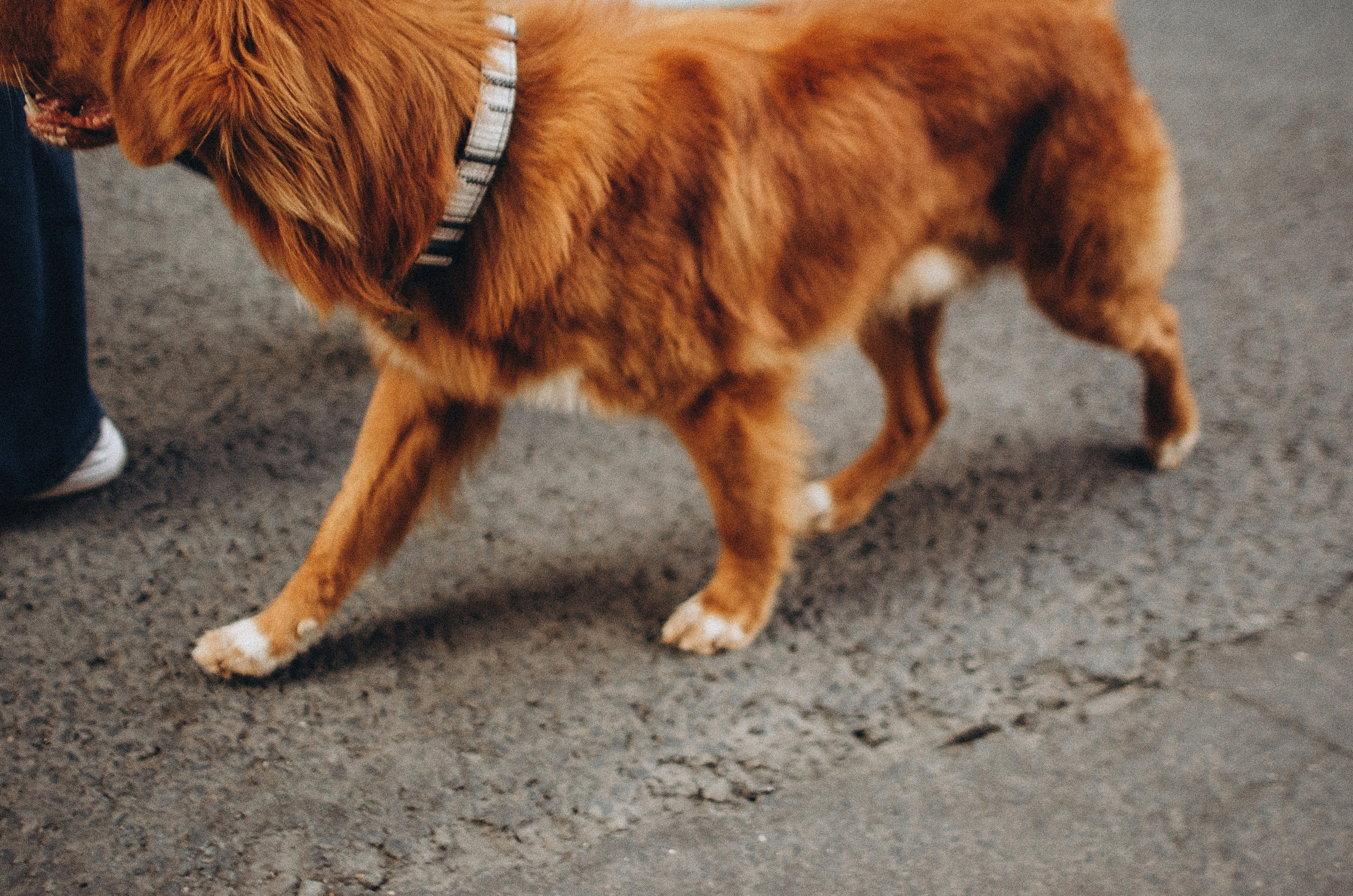 Алина и Бис. Фотограф-анималист Богданова Полина