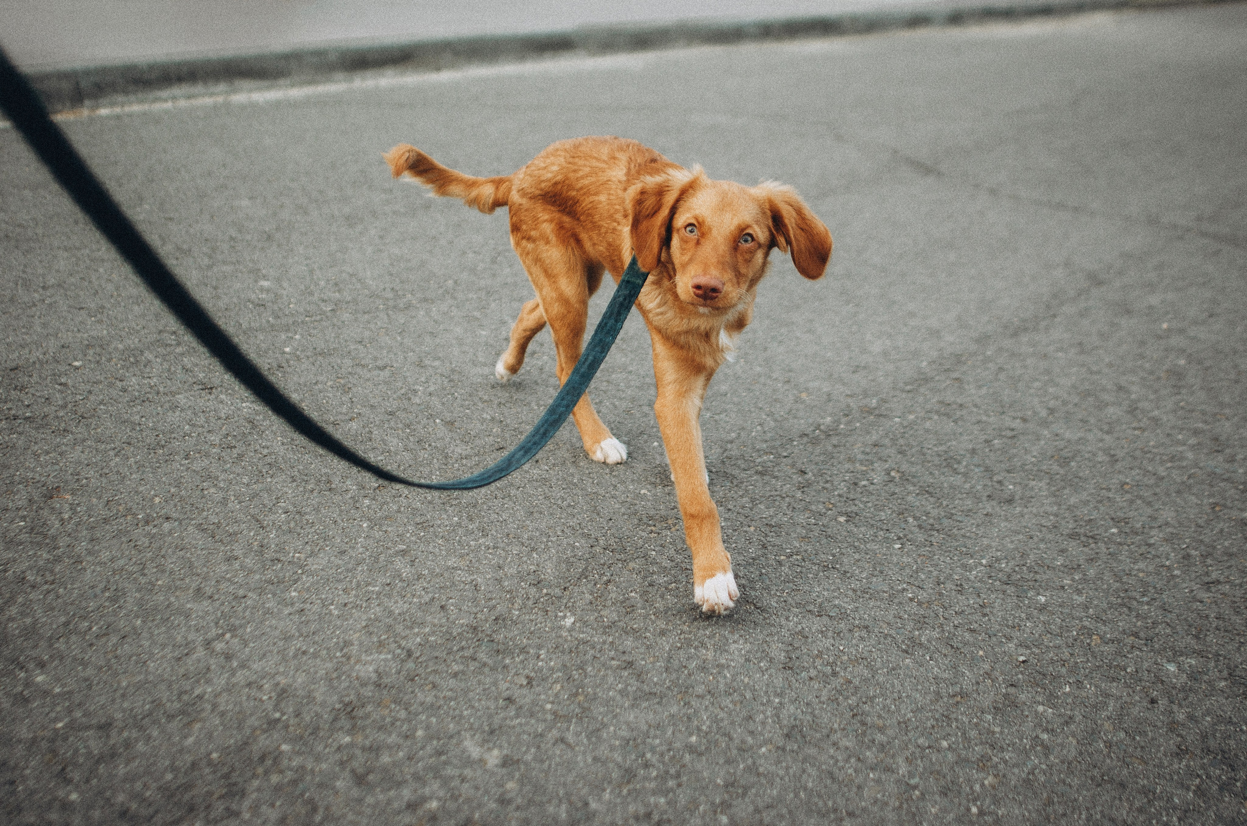 Вика и Хардин. Фотограф-анималист Богданова Полина