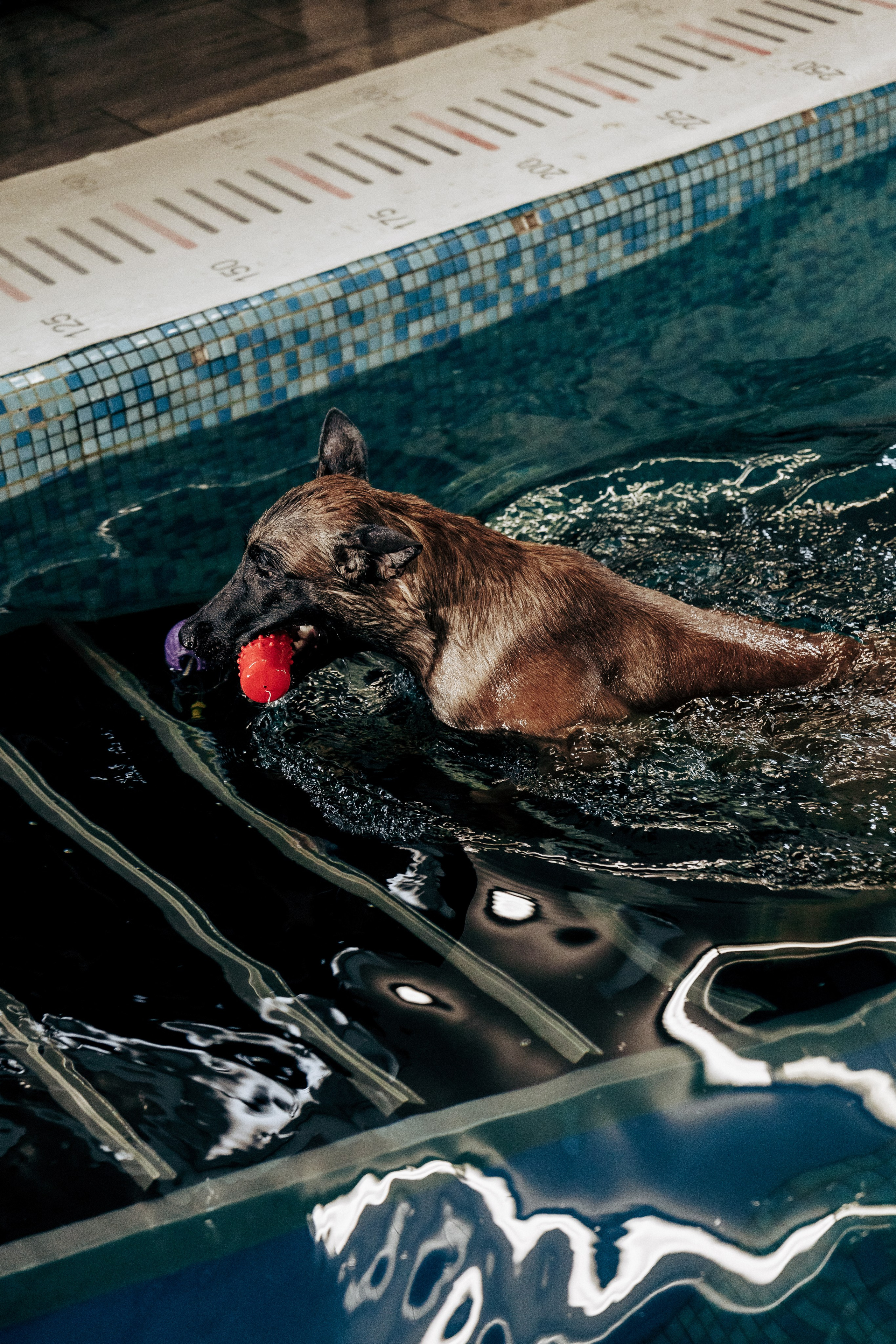 Репортажная фотосессия «День питомца-донора». Профессиональный фотограф в Санкт-Петербурге Александр Волосенцев