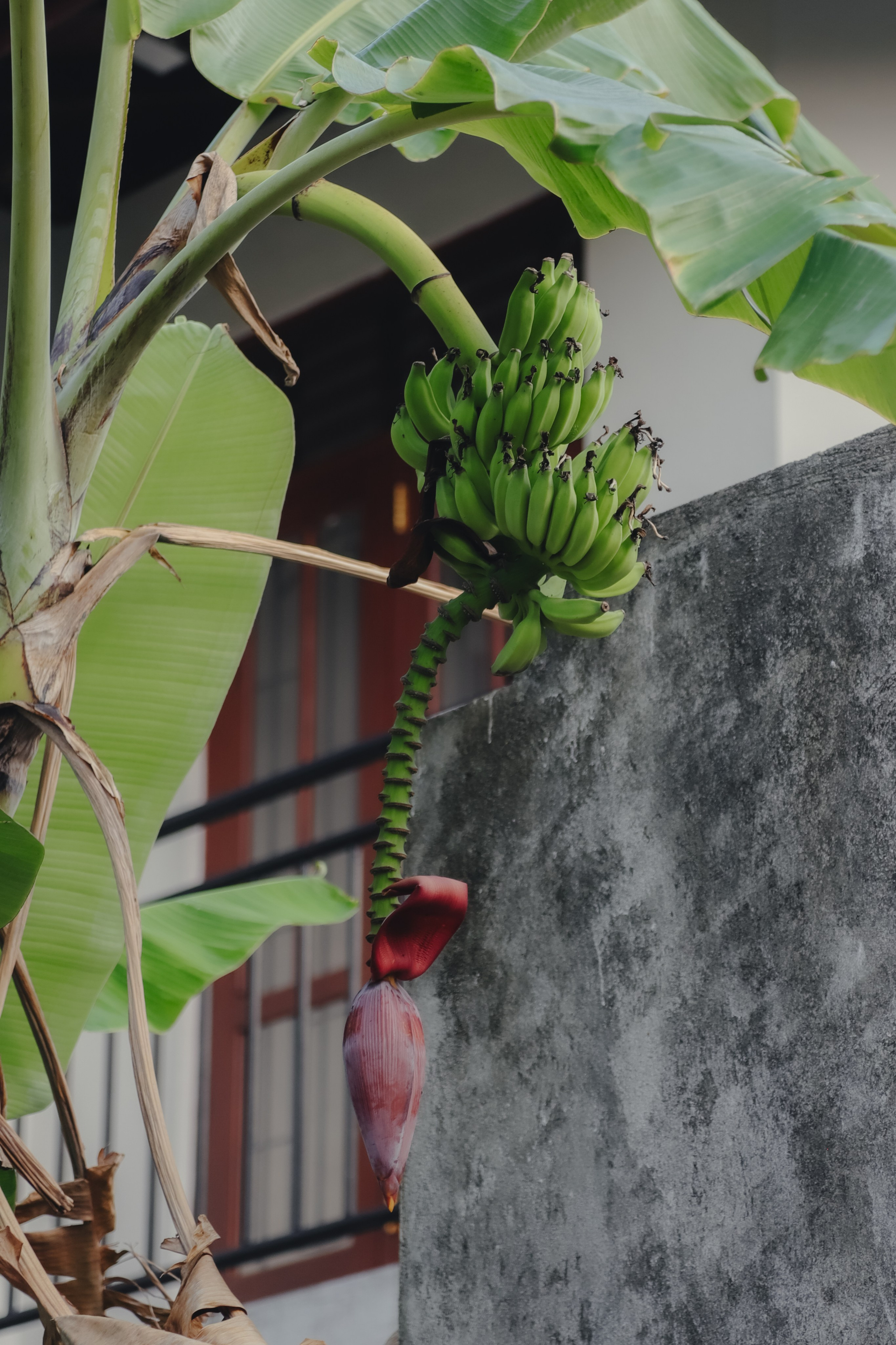 Шри-Ланка. Фотограф Юля Постнова