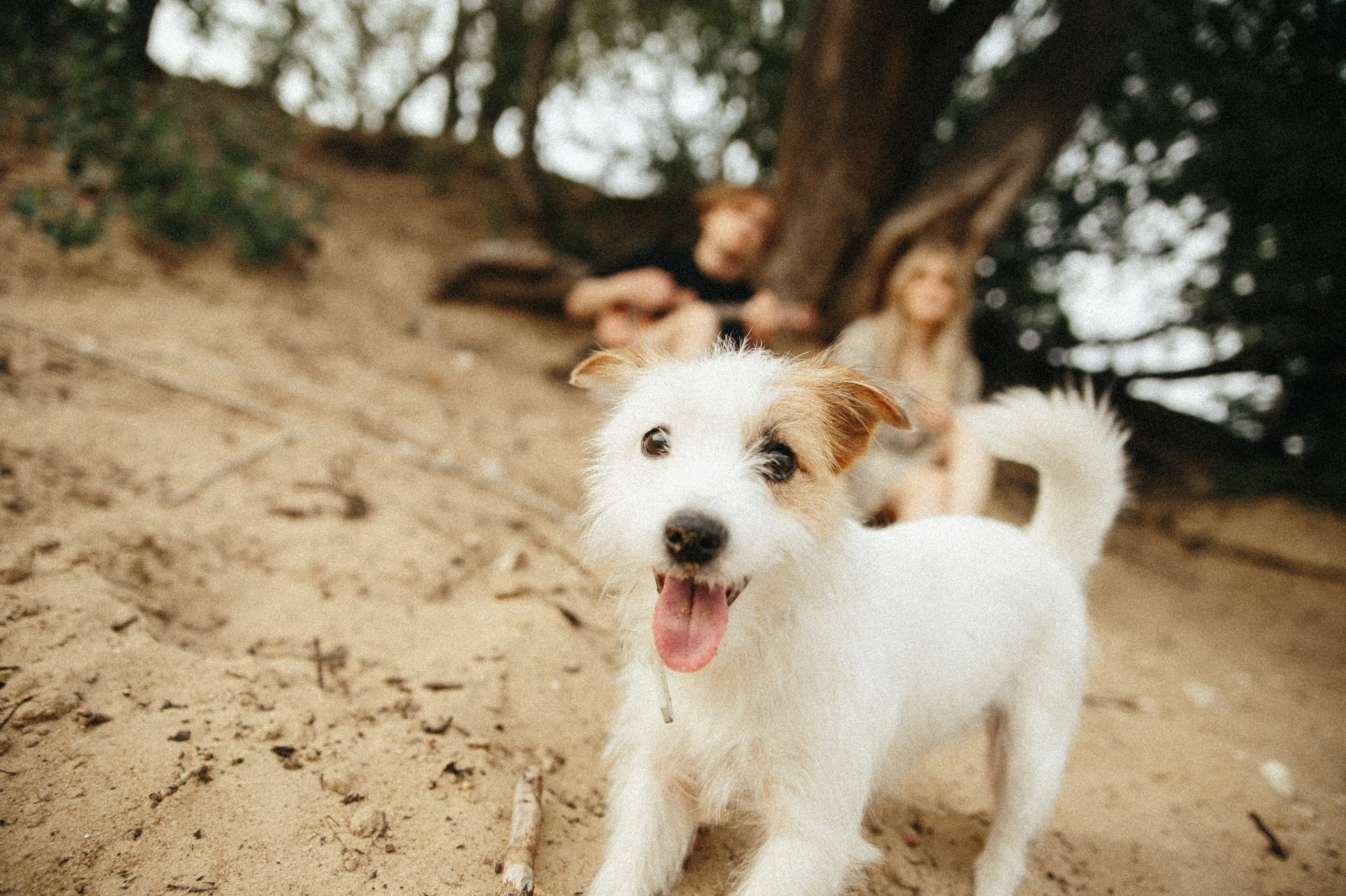 Семейная фотосессия с четырехногим другом. Свадебный и семейный фотограф в Нижнем Новгороде Мезенцев Андрей
