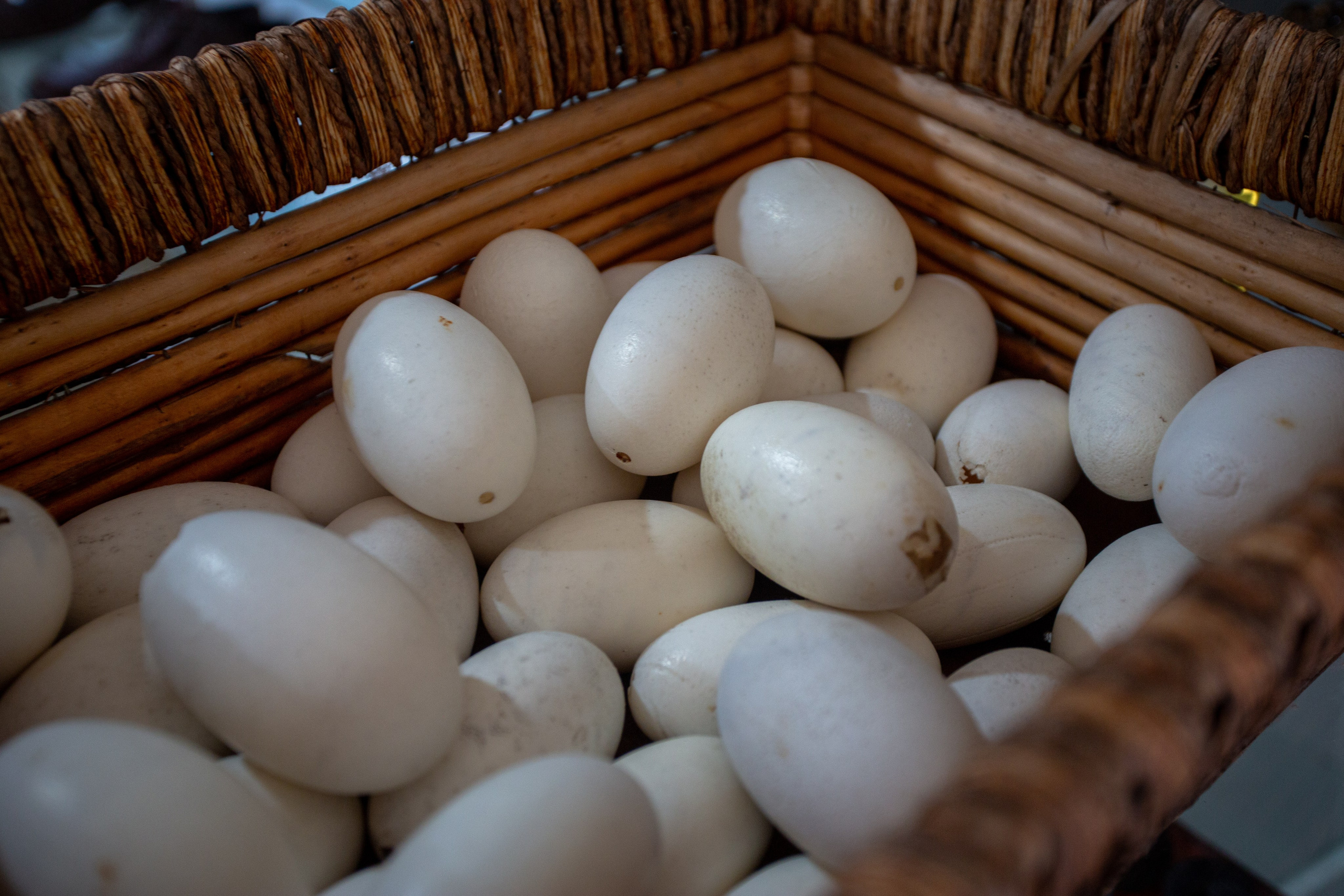 Samut Prakan Crocodile Farm & Zoo. Photographer Sonkina Tatiana (Tanya Ash)