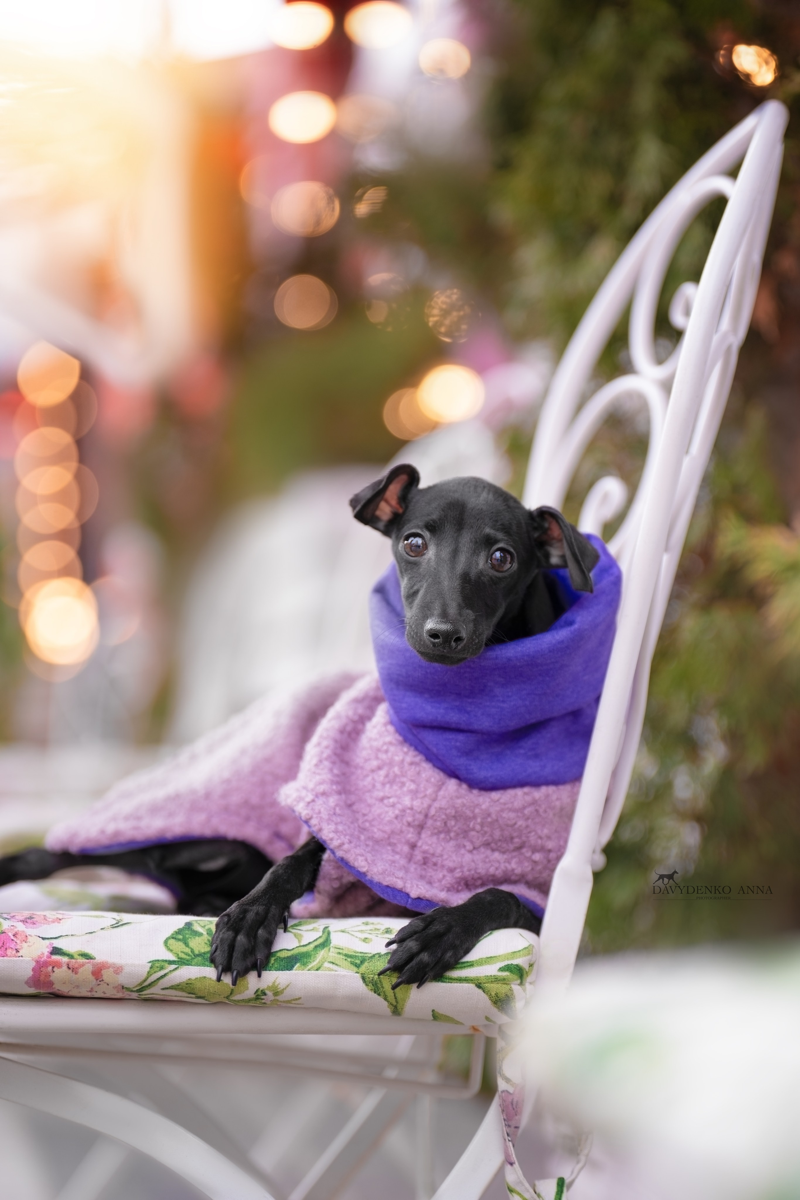 фотосессия собак краснодар выставка собак