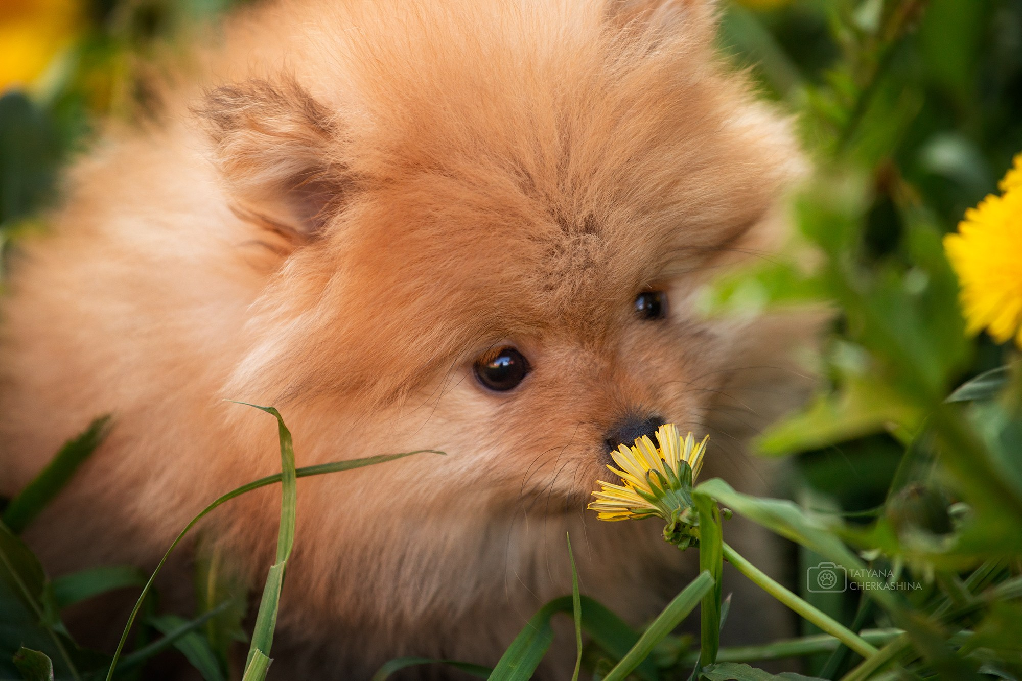 Фотосессия щенков. Фотограф для Вашей собаки