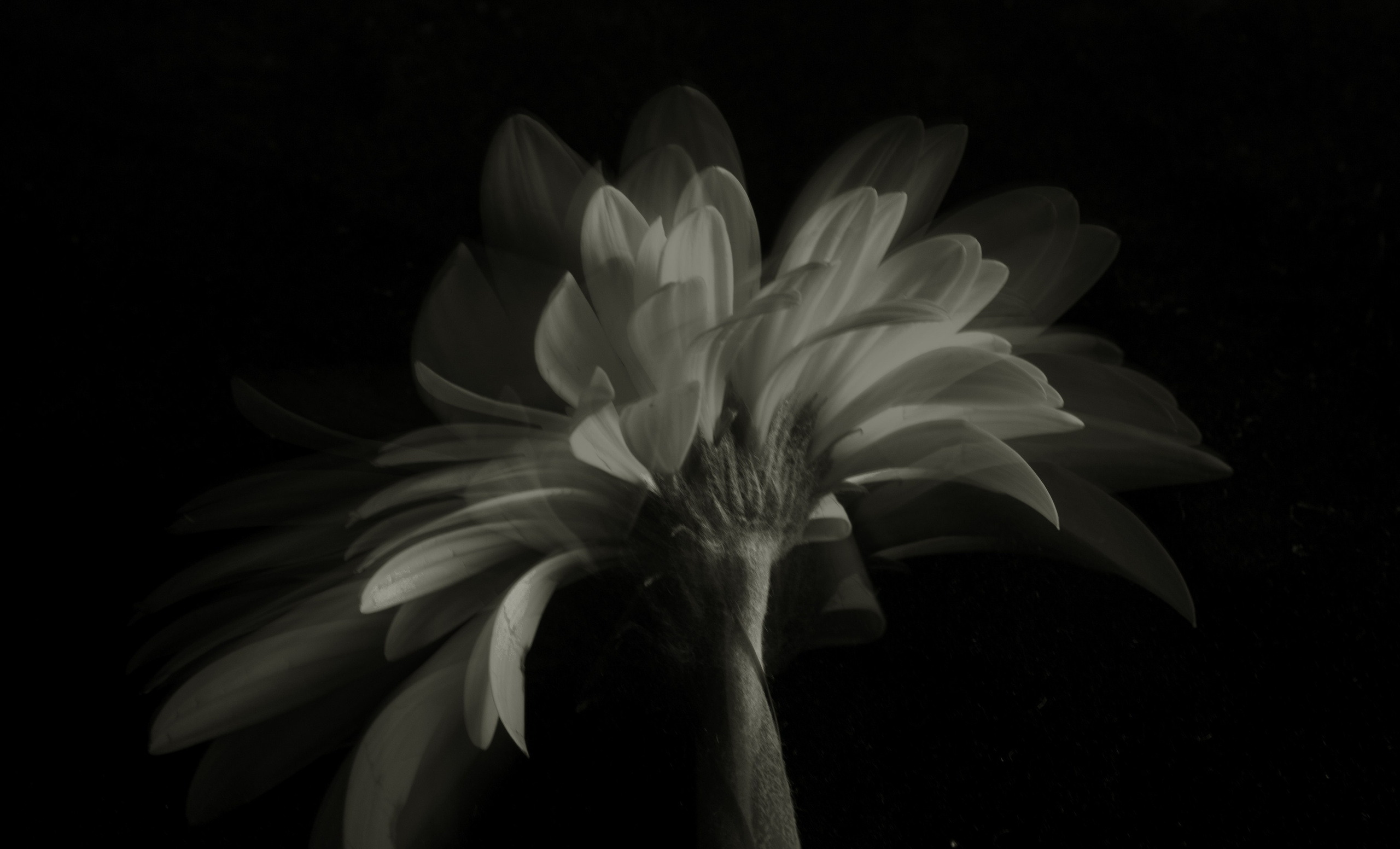 Цветы, колосья и все, что растет. Фотограф Старый Оскол Мавлыга Мария