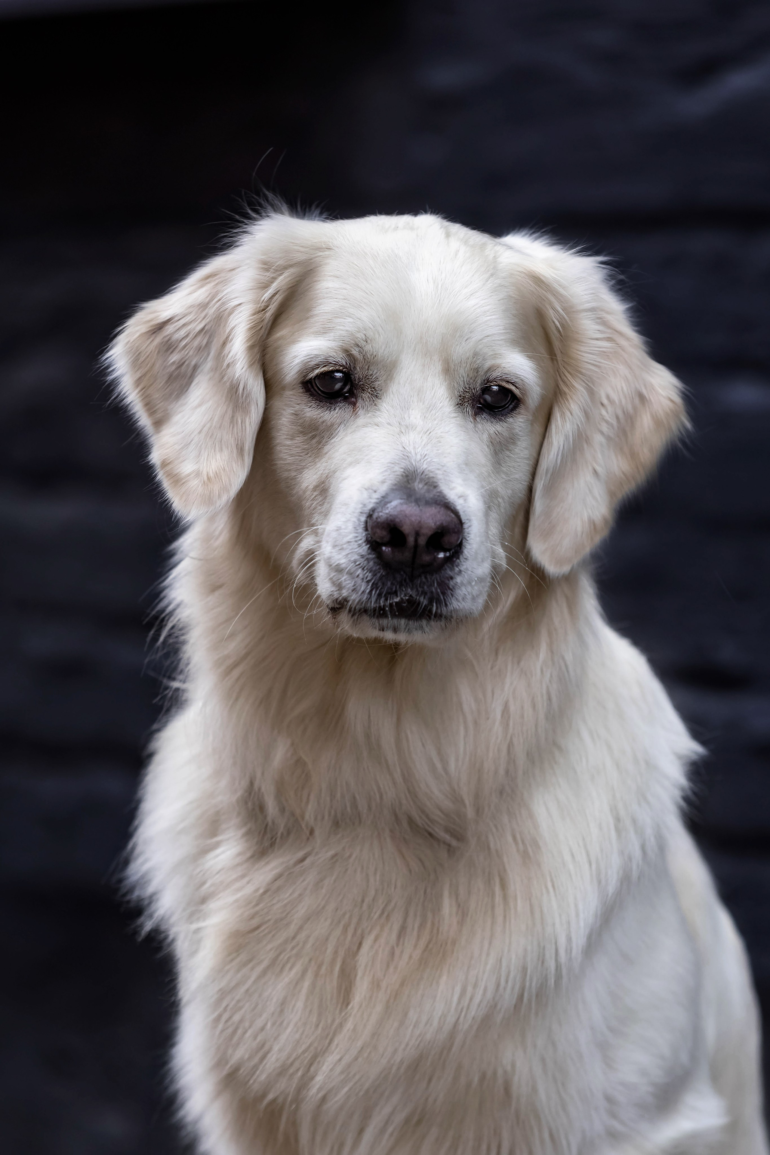 Голден. Https://moshkovaphoto.ru/