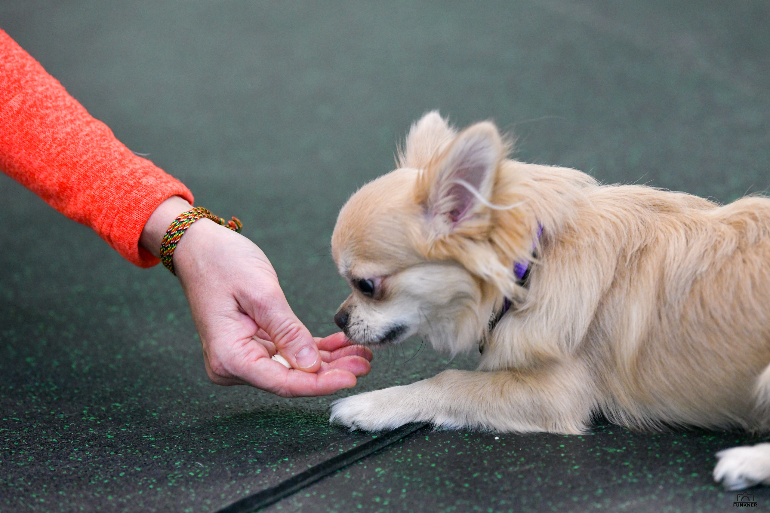 Кинологический клуб «Бодрый хвост». Свой взгляд через объектив