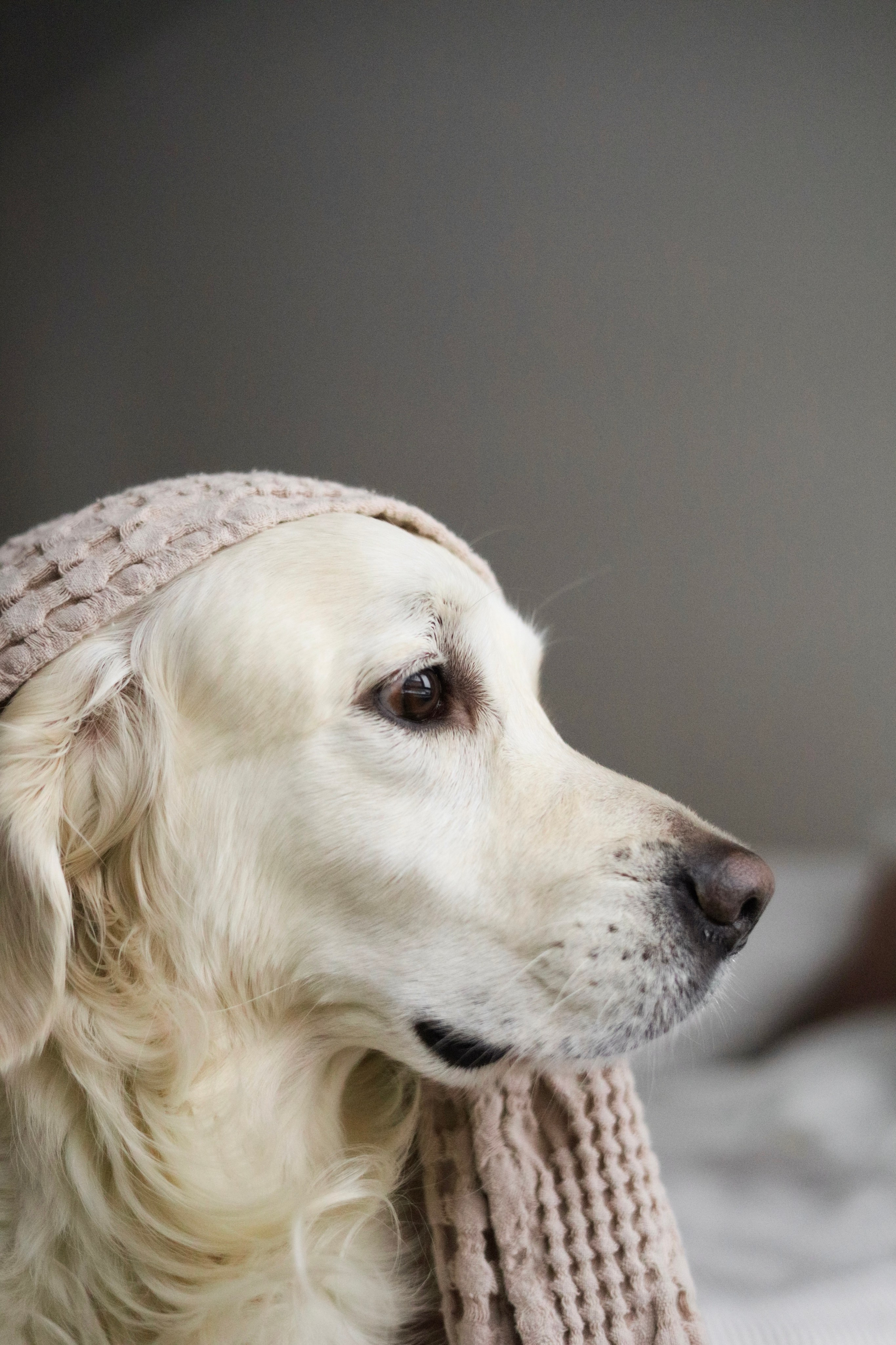 Зиз и Юля. Новогодняя. Фотограф-анималист Ксения Шевцова|Москва