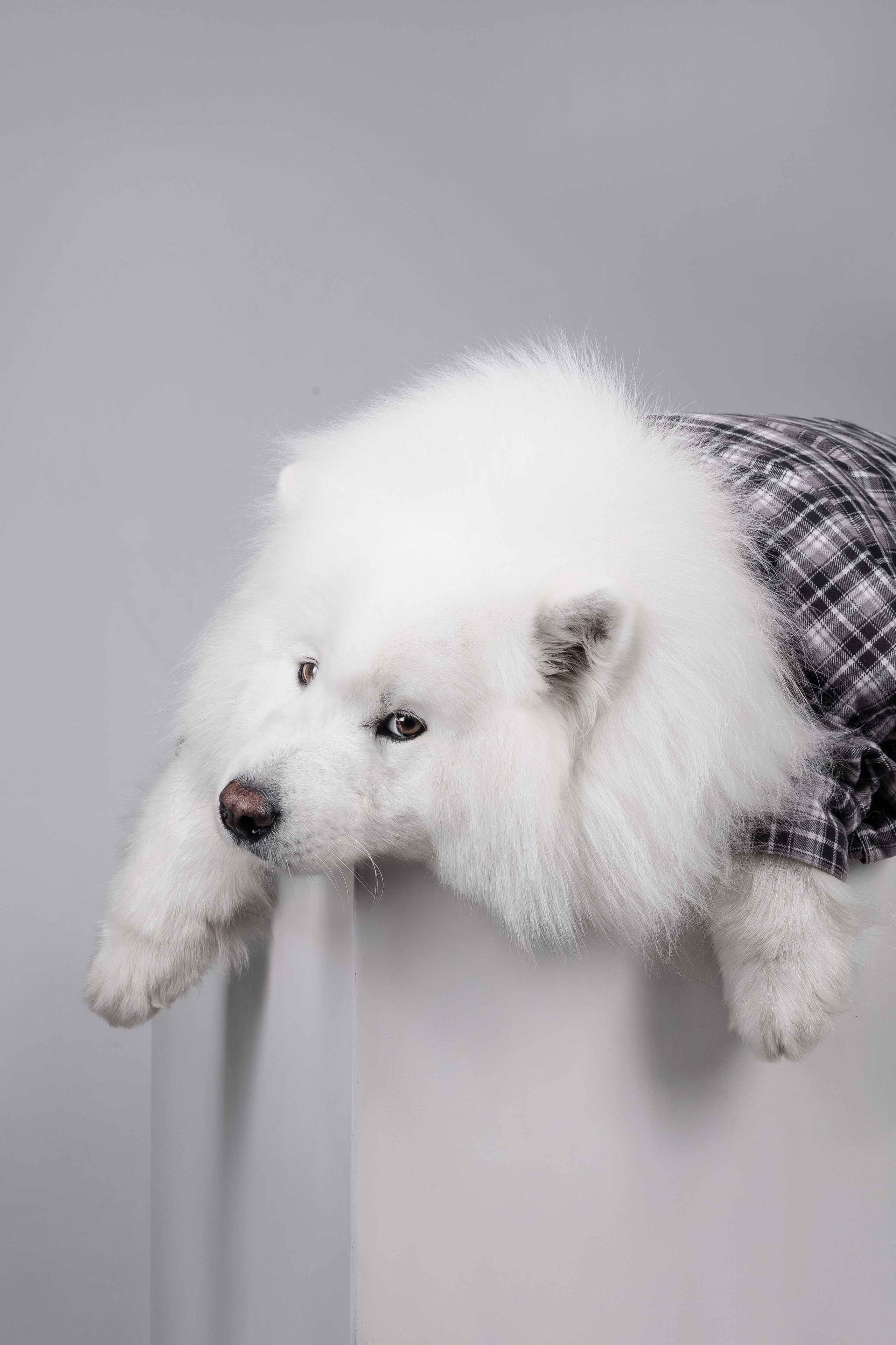 Самоеды в студии. Фотограф анималист в Москве Майорова Евгения