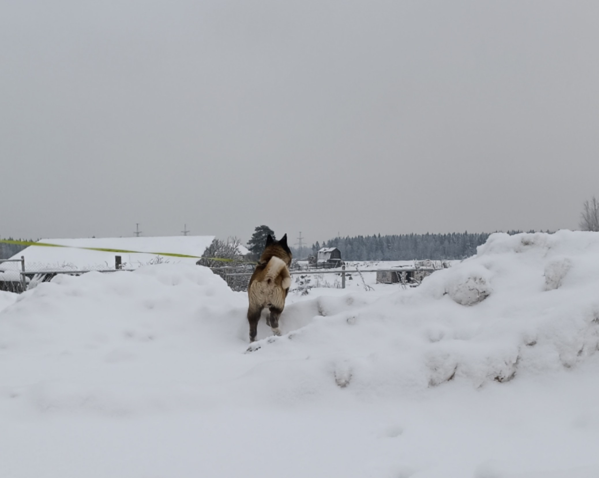 Triumf Sibiri Sting Shape of my Heart * Сэм   Американская Акита кобель питомник RUBYLIGHT Санкт-Петербург