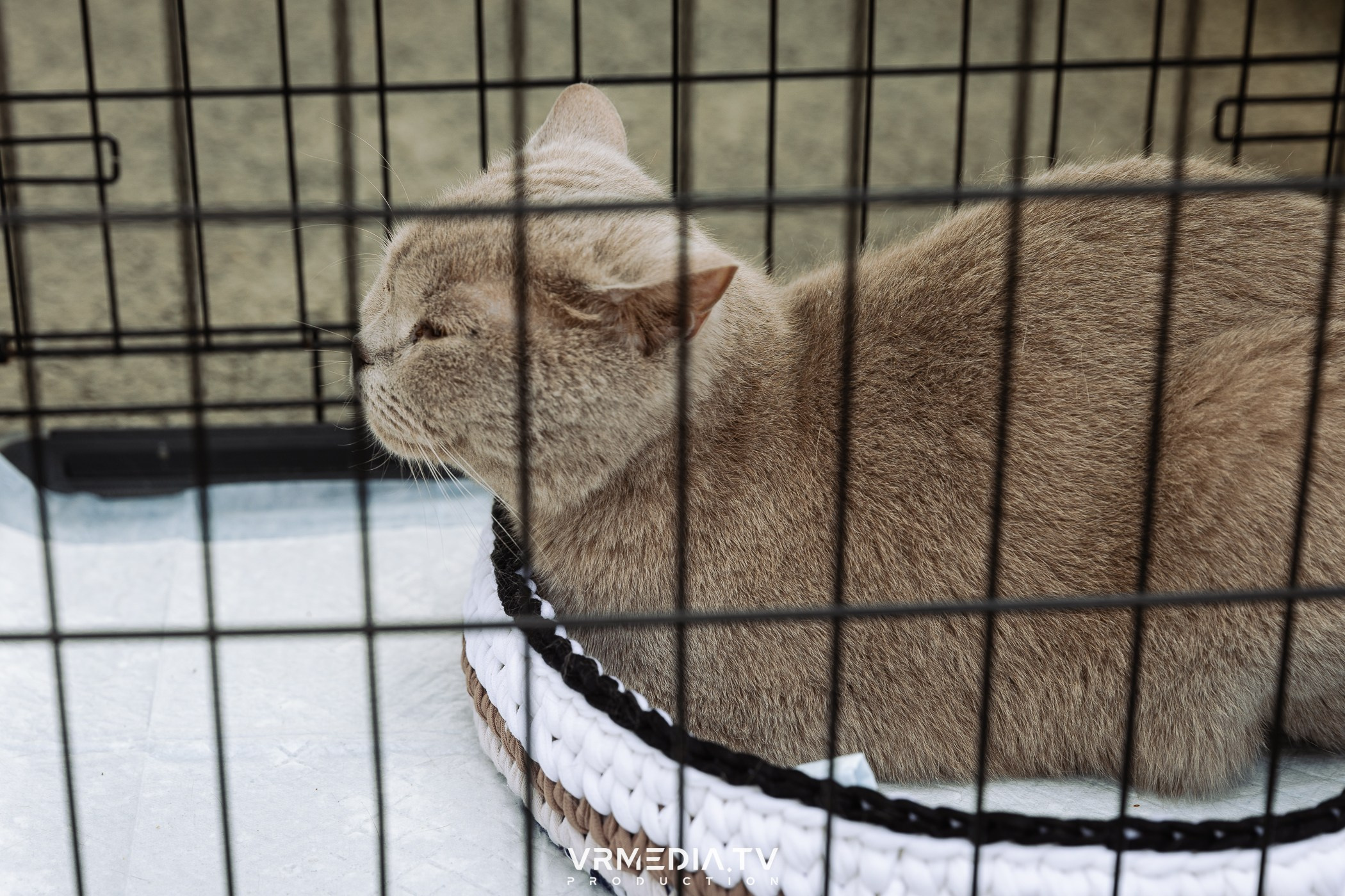 Традиционный летний базар и гараж-сейл