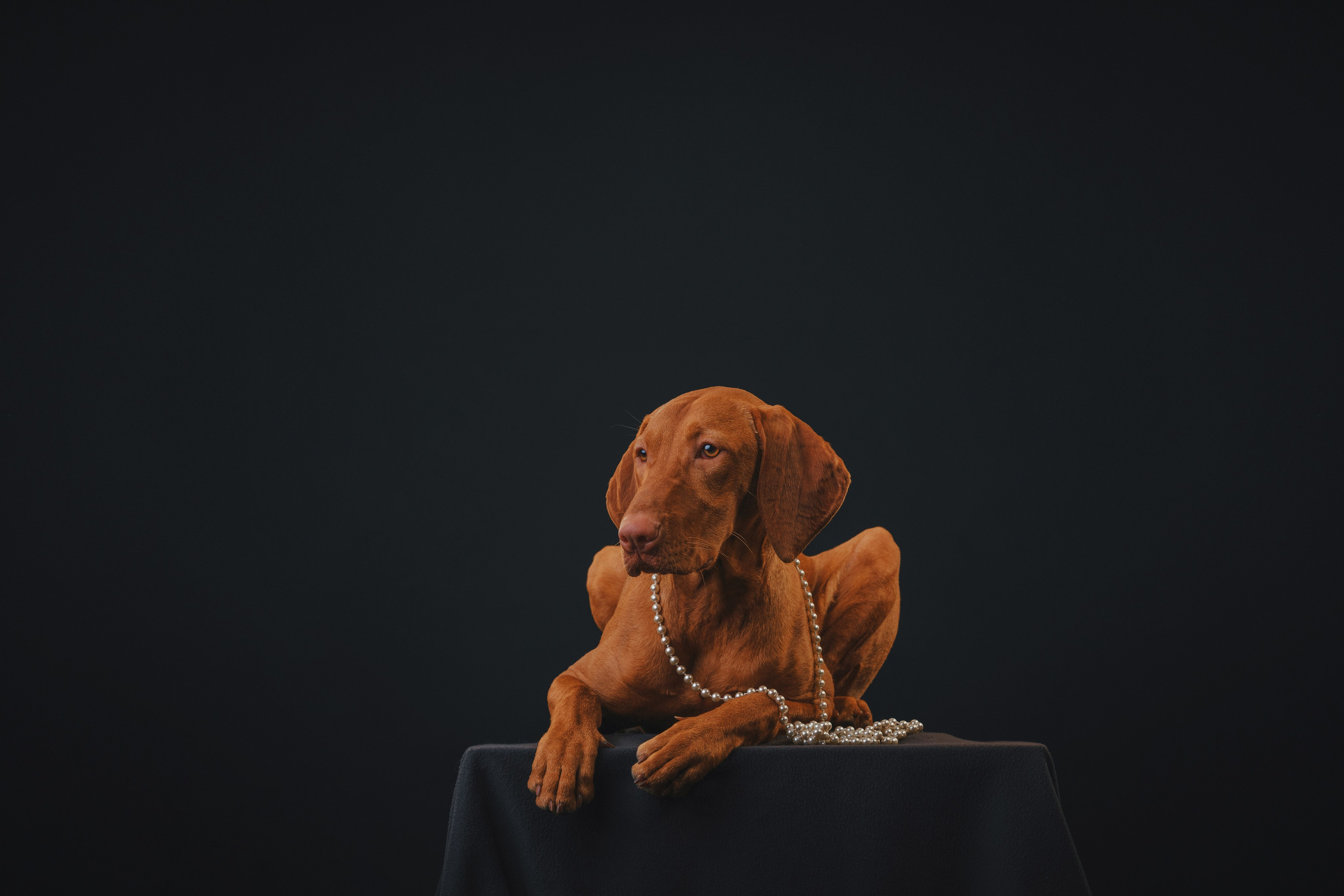 Выжла Гая. Фотограф анималист Осипчикова Мария