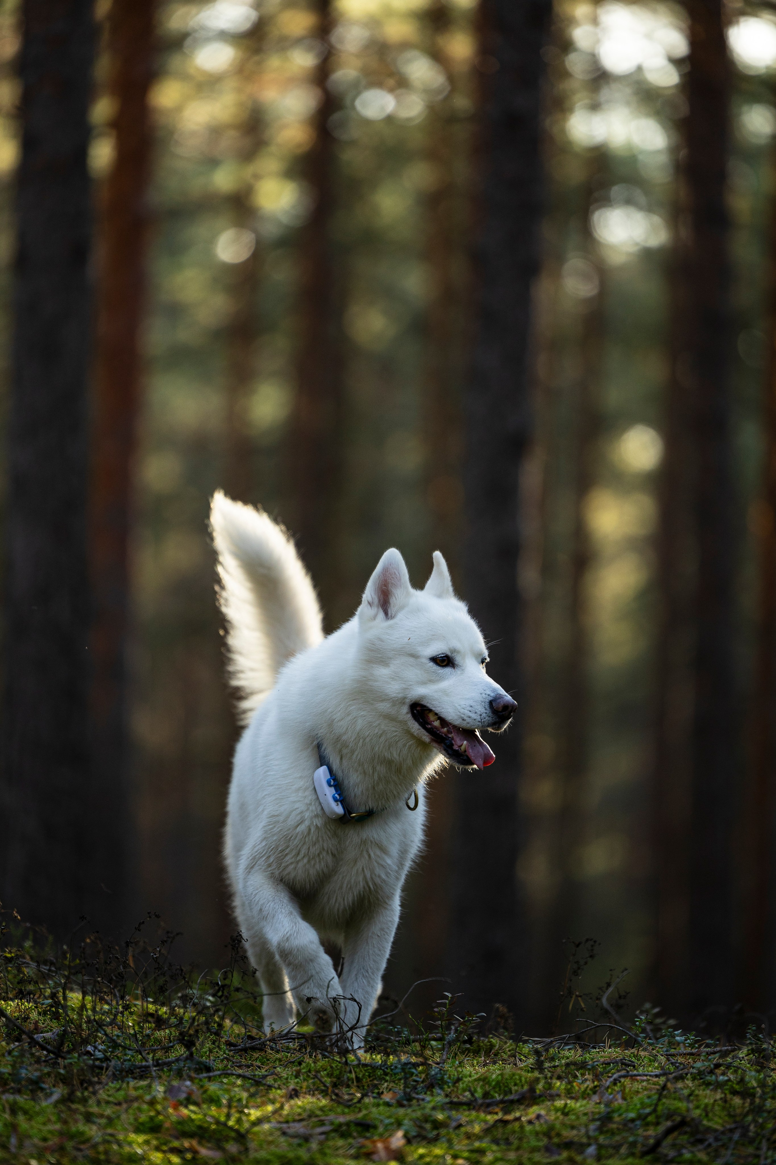 Гаруда и Рейн. Фотограф-анималист Анна Маринич