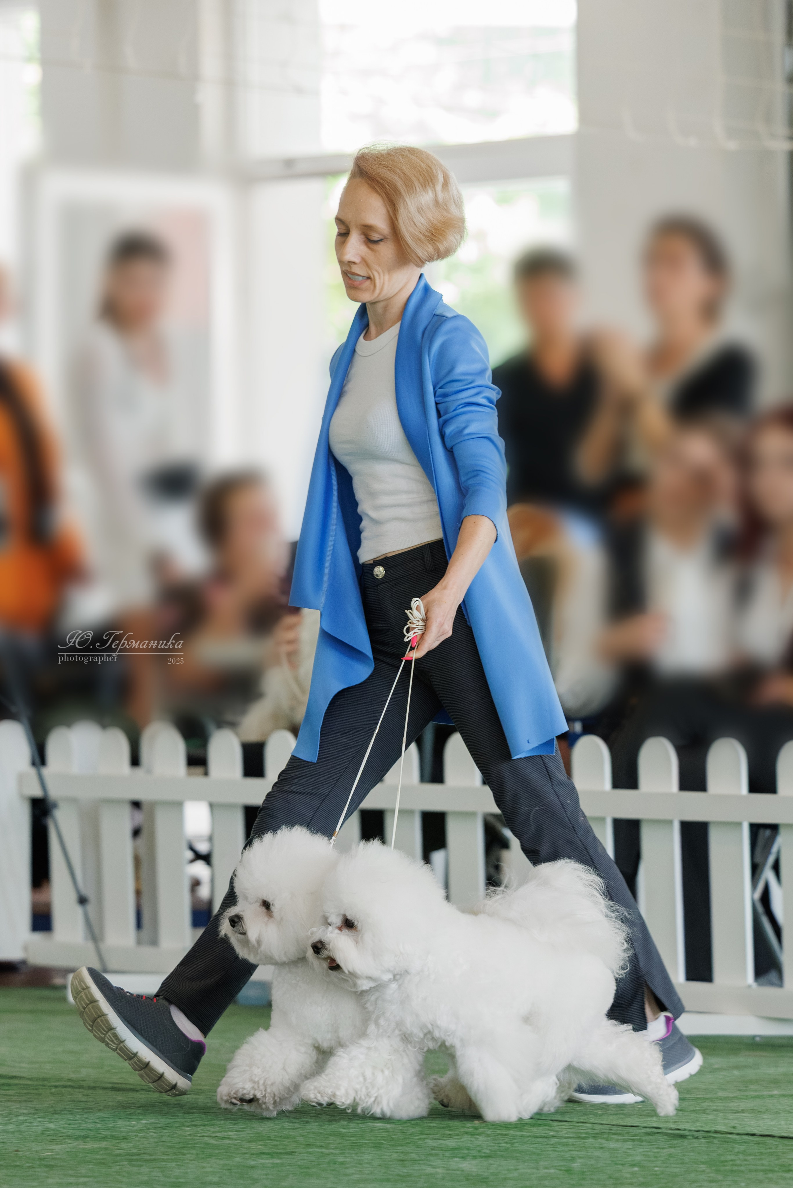 Батуми 3хCACIB 27-29.06.2025. Фотограф-анималист Юлия Германика