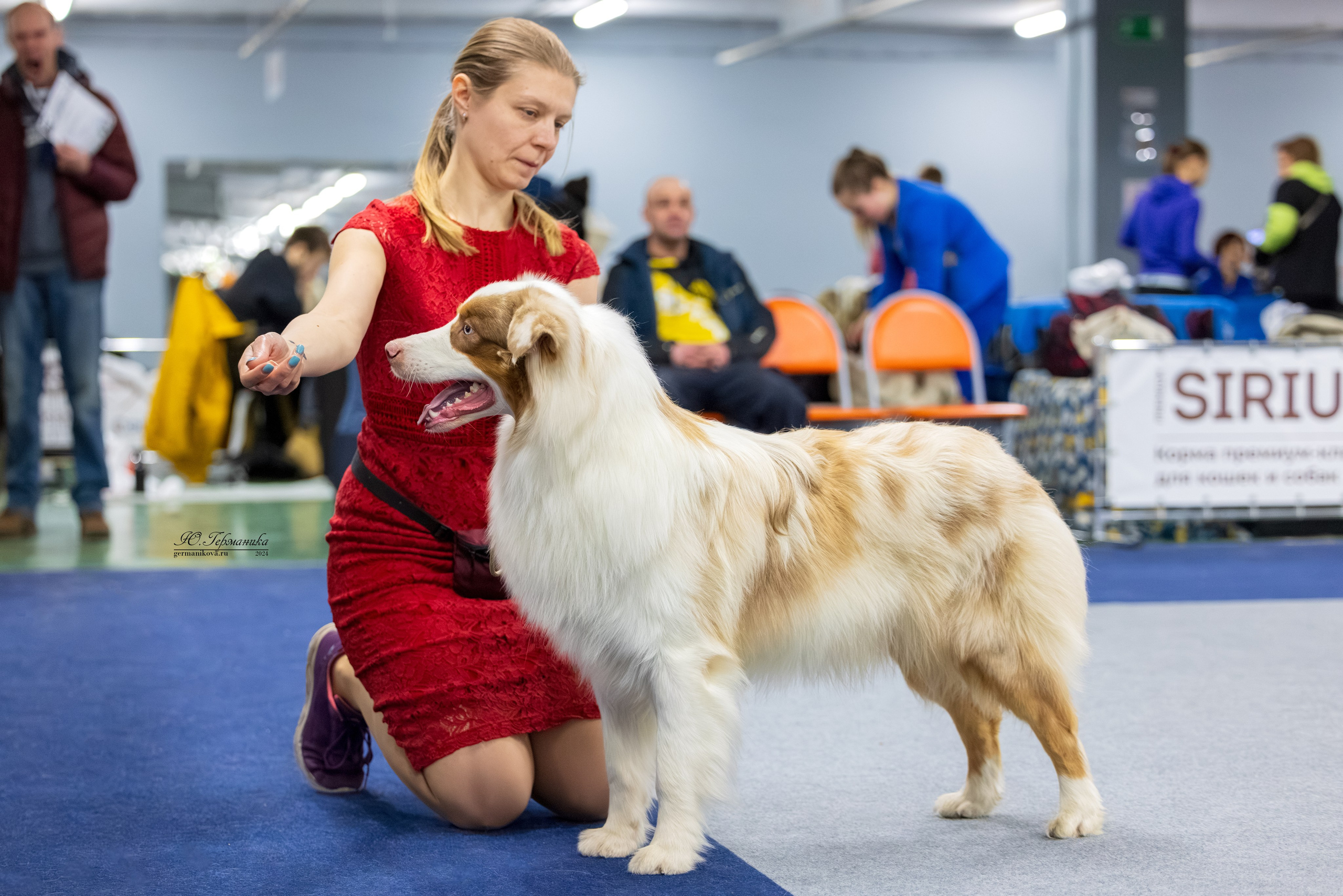 Сфера 08 и 10.03.2024 2хмоно ротвейлеров+2хмоно сао. Фотограф-анималист Юлия Германика