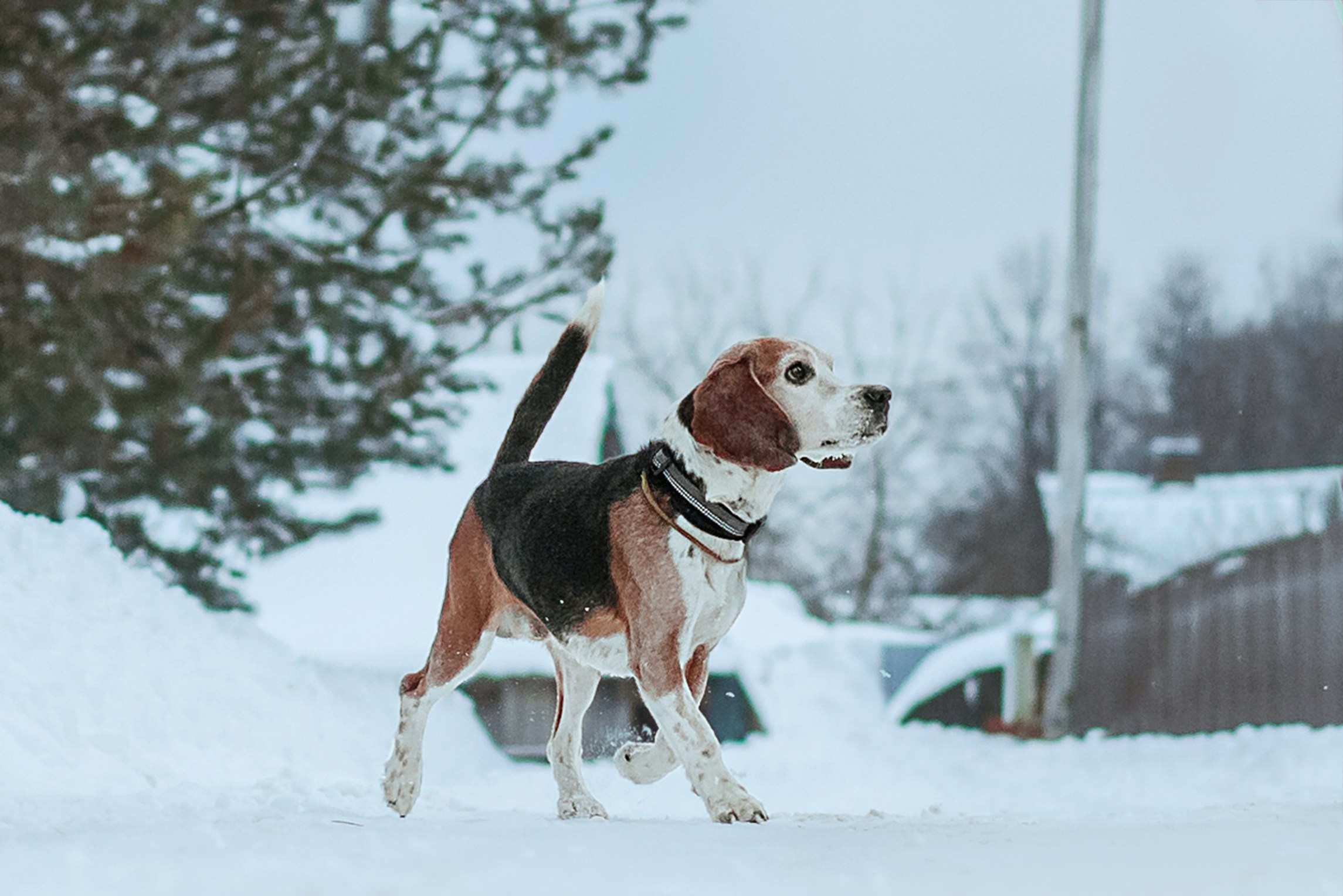 Дом для Биглей 2023. Фотограф-анималист Татьяна Степанова