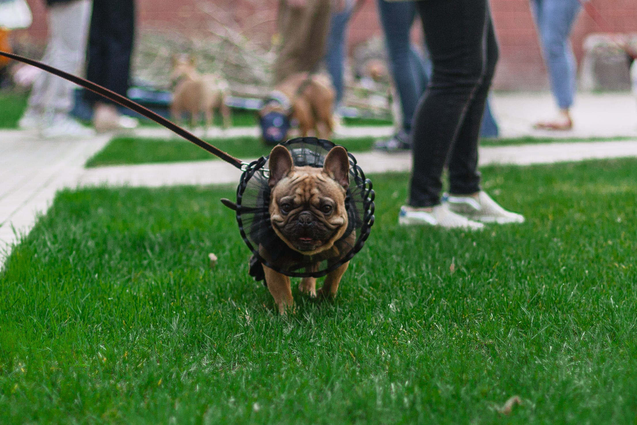 Бульбалл 23.04.2023. Фотограф-анималист Татьяна Степанова