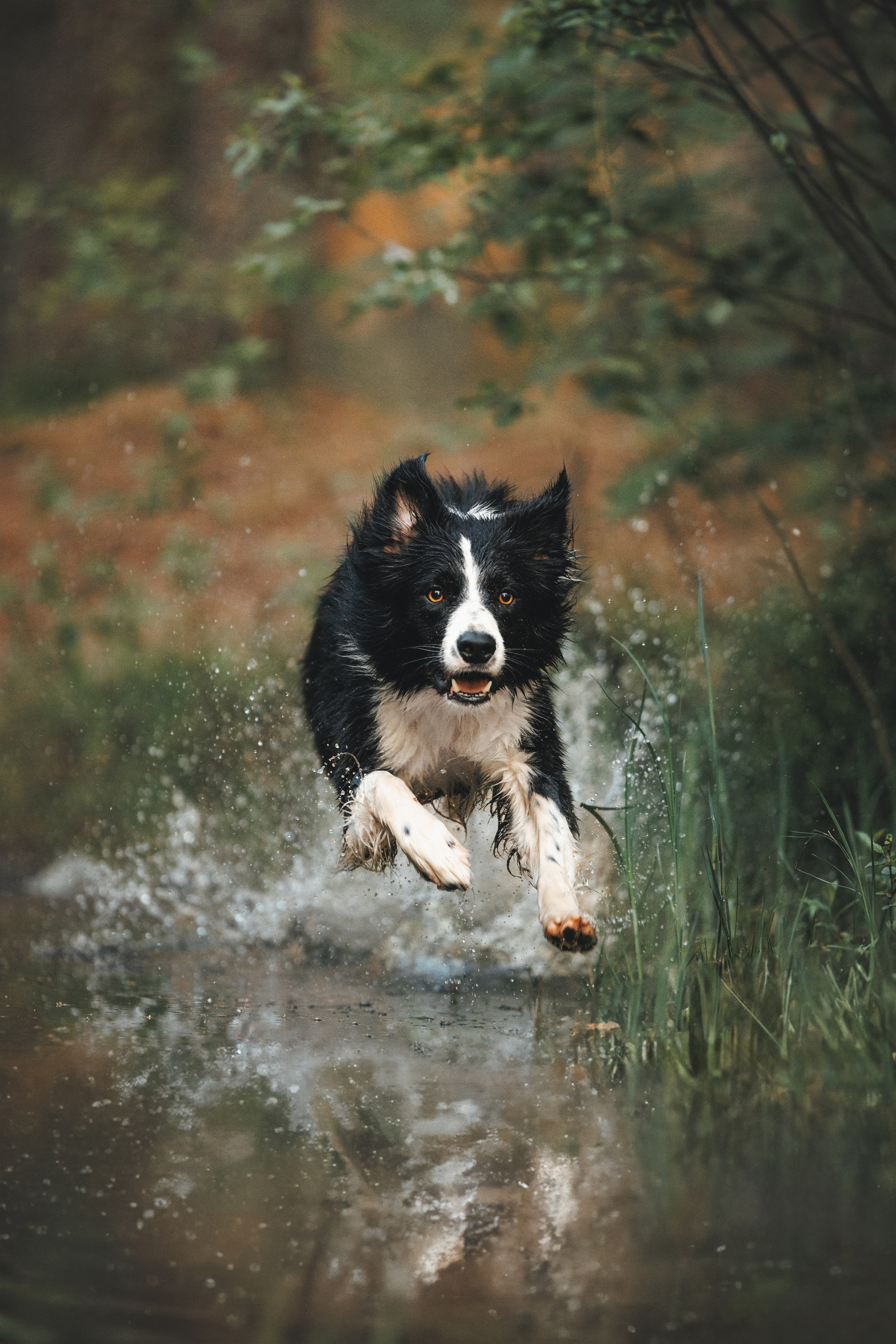 Токи, Янки, Лось, Мако и Рин. Фотограф анималист Осипчикова Мария