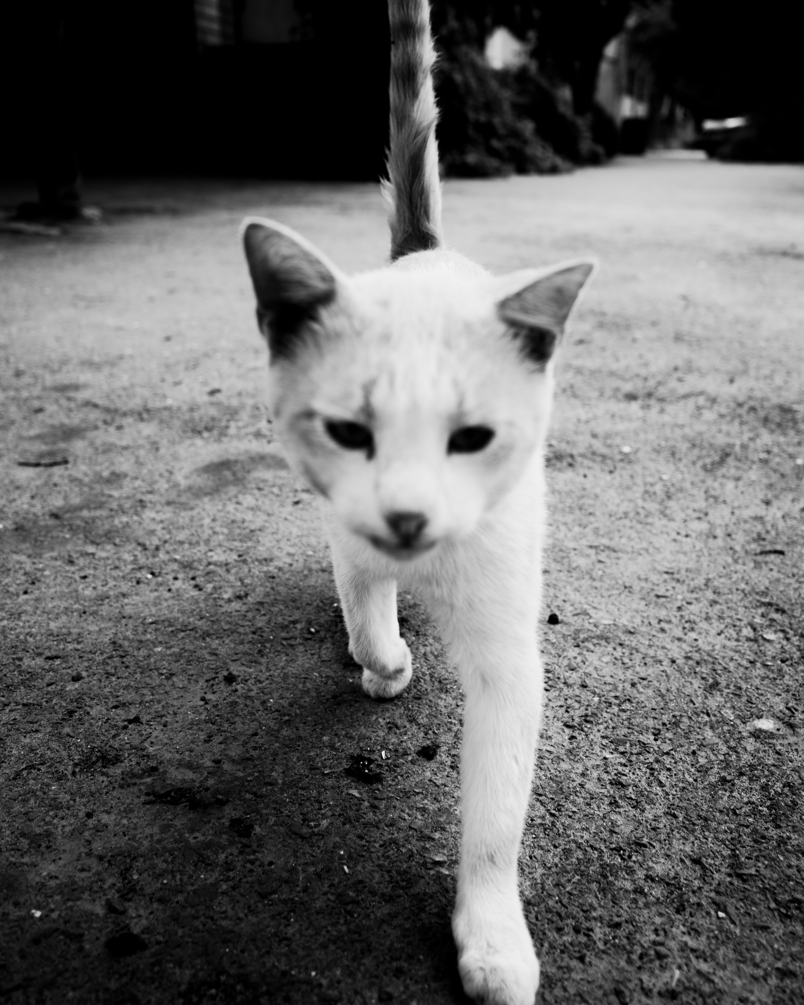 Dagestan / Yandex 360 x КУДА ГЛАЗА ГЛЯДЯТ