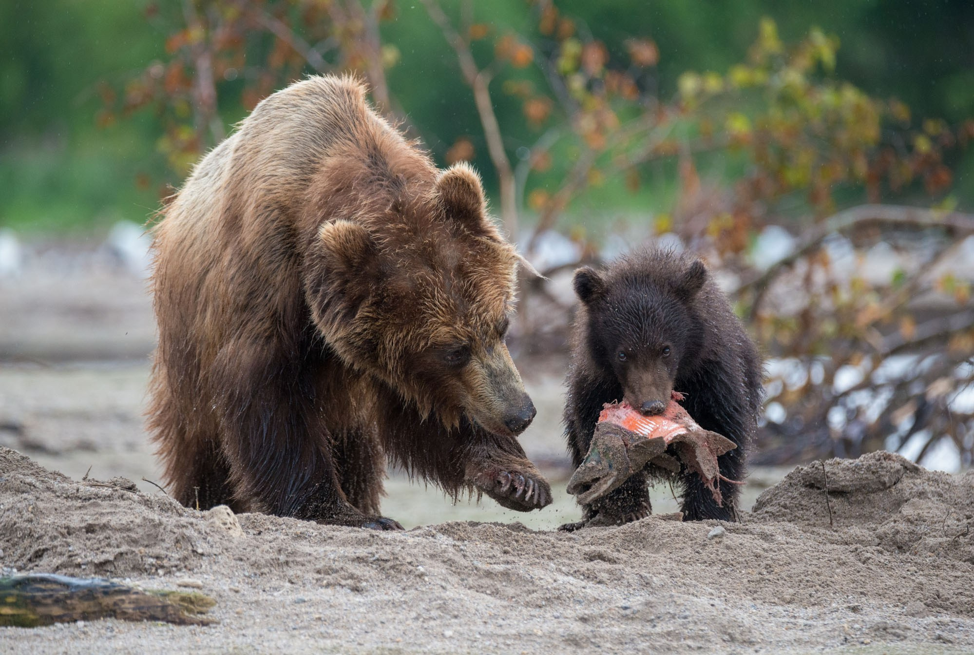 Фотографии животный мир России