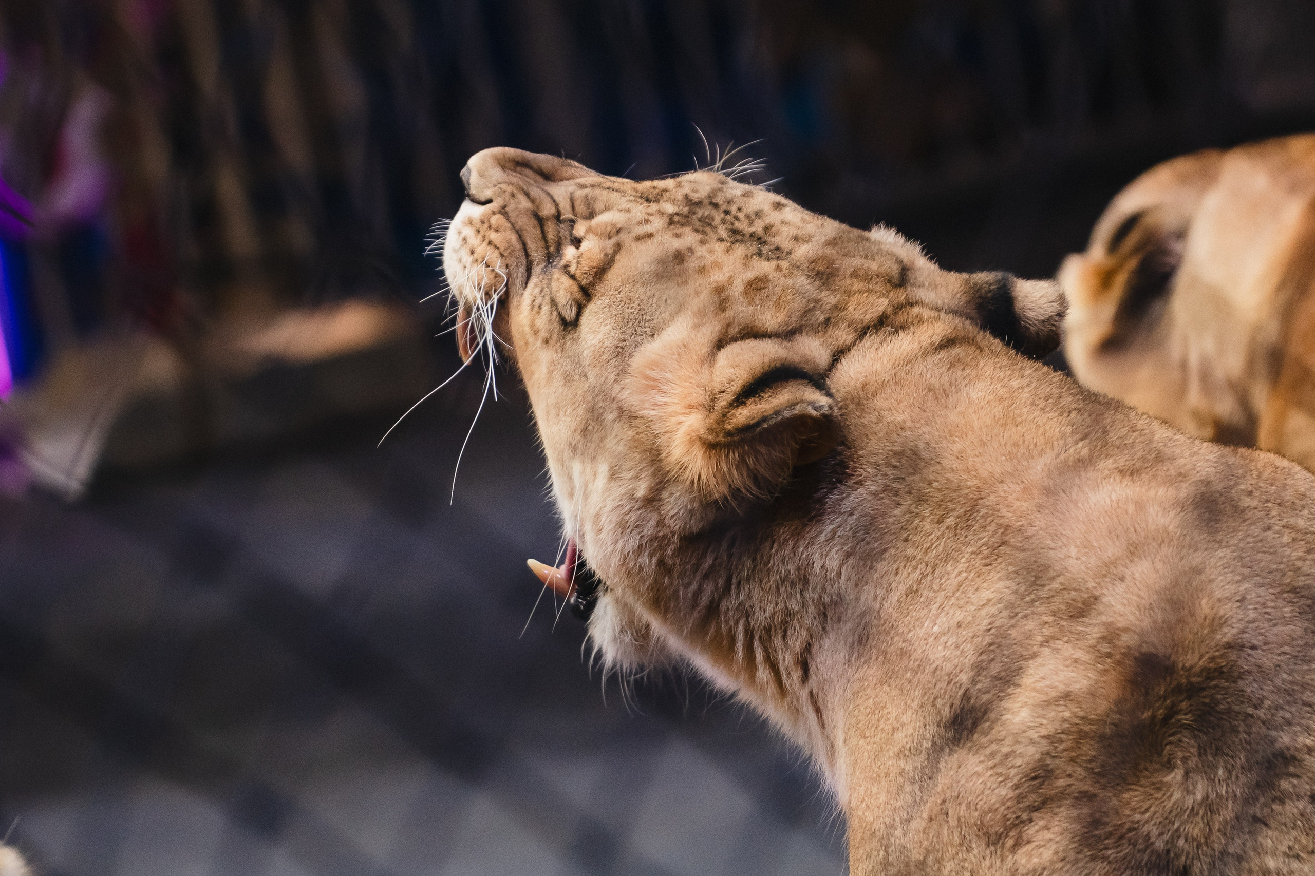 5 Континентов — Открытая репетиция. Воробьева Ксения — Спортивный и танцевальный фотограф Новосибирск