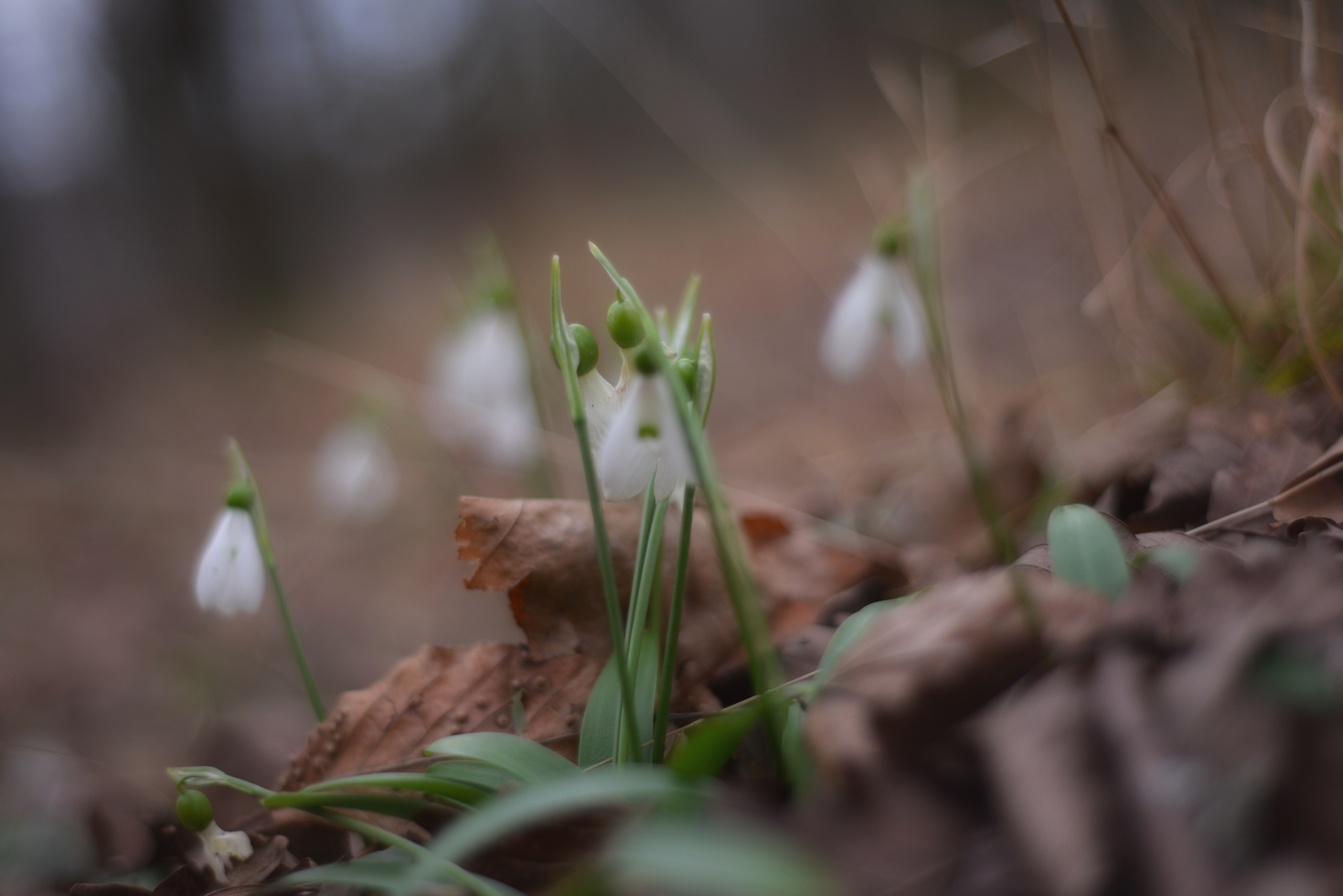 Ботаника. Фотограф • Елена Миронова