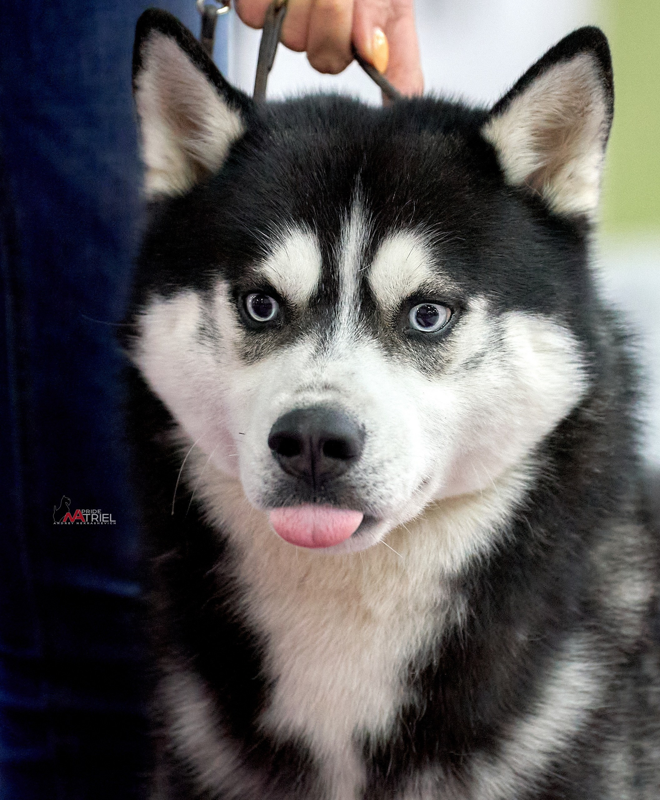 Портреты собак — галерея NATRIEL