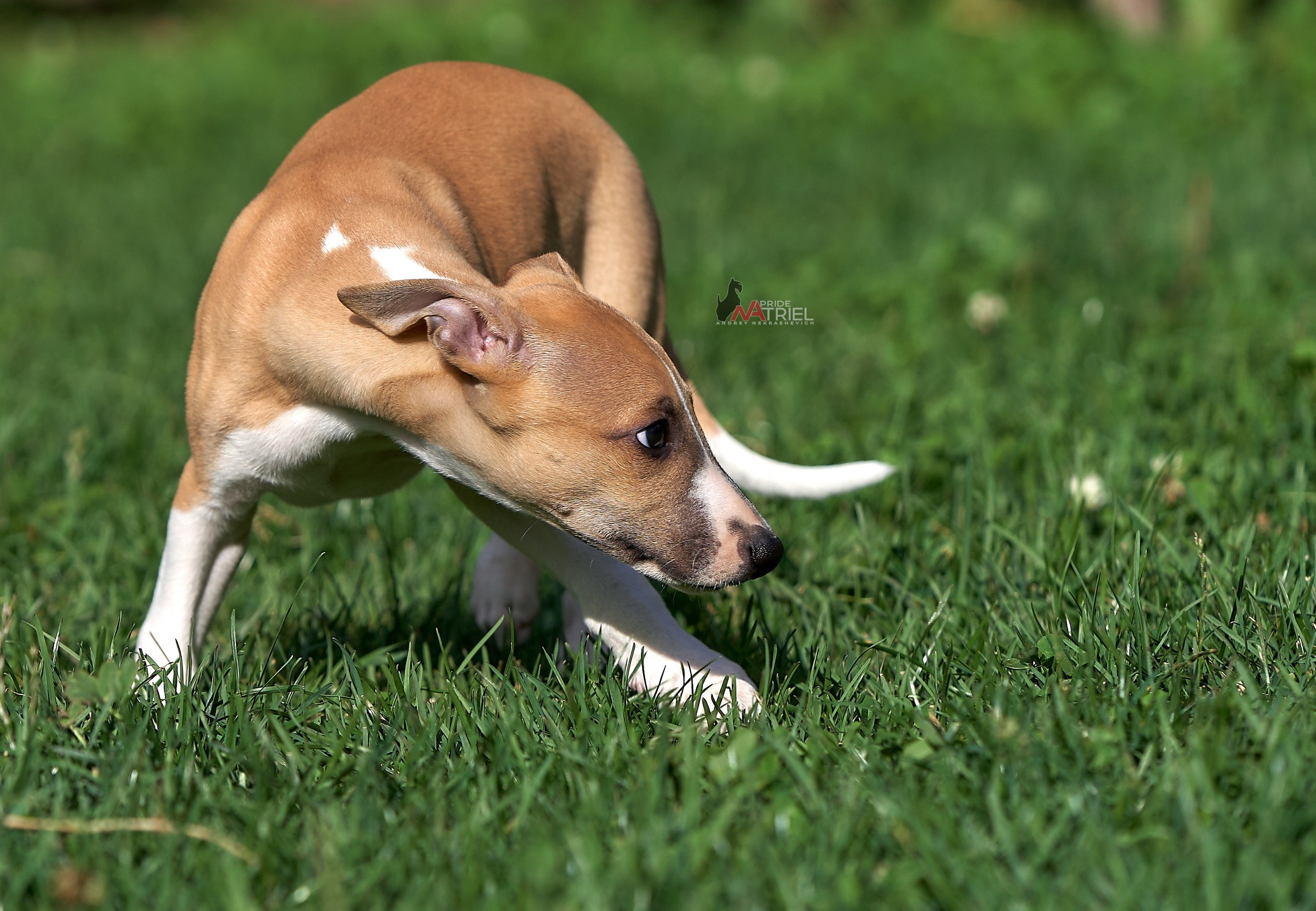 Щенки на прогулке — галерея NATRIEL