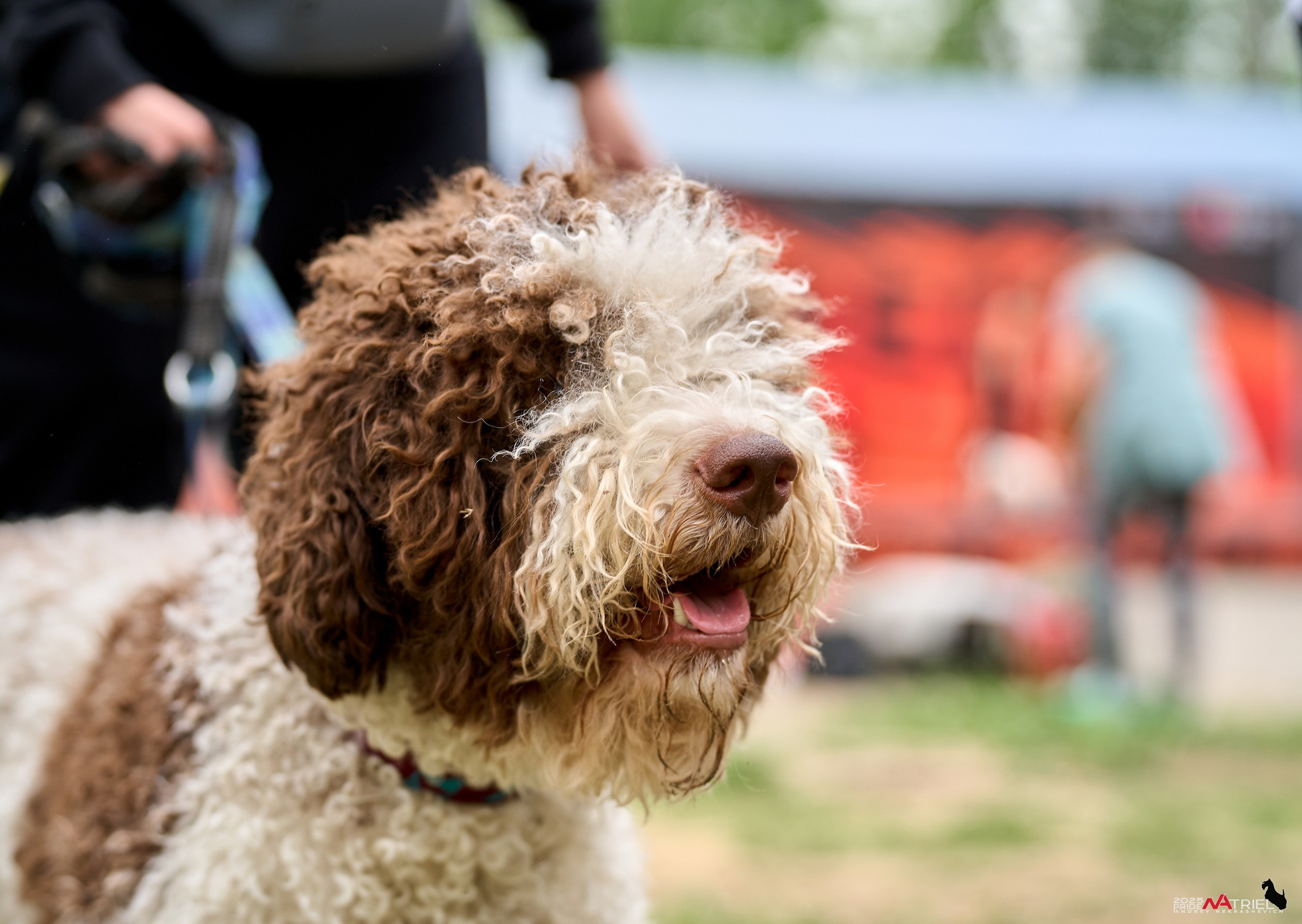 Russian Extreme Dog Trail — 2025